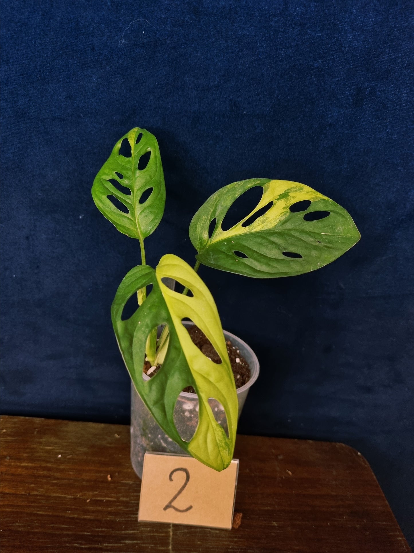 Monstera Adansonii Aurea