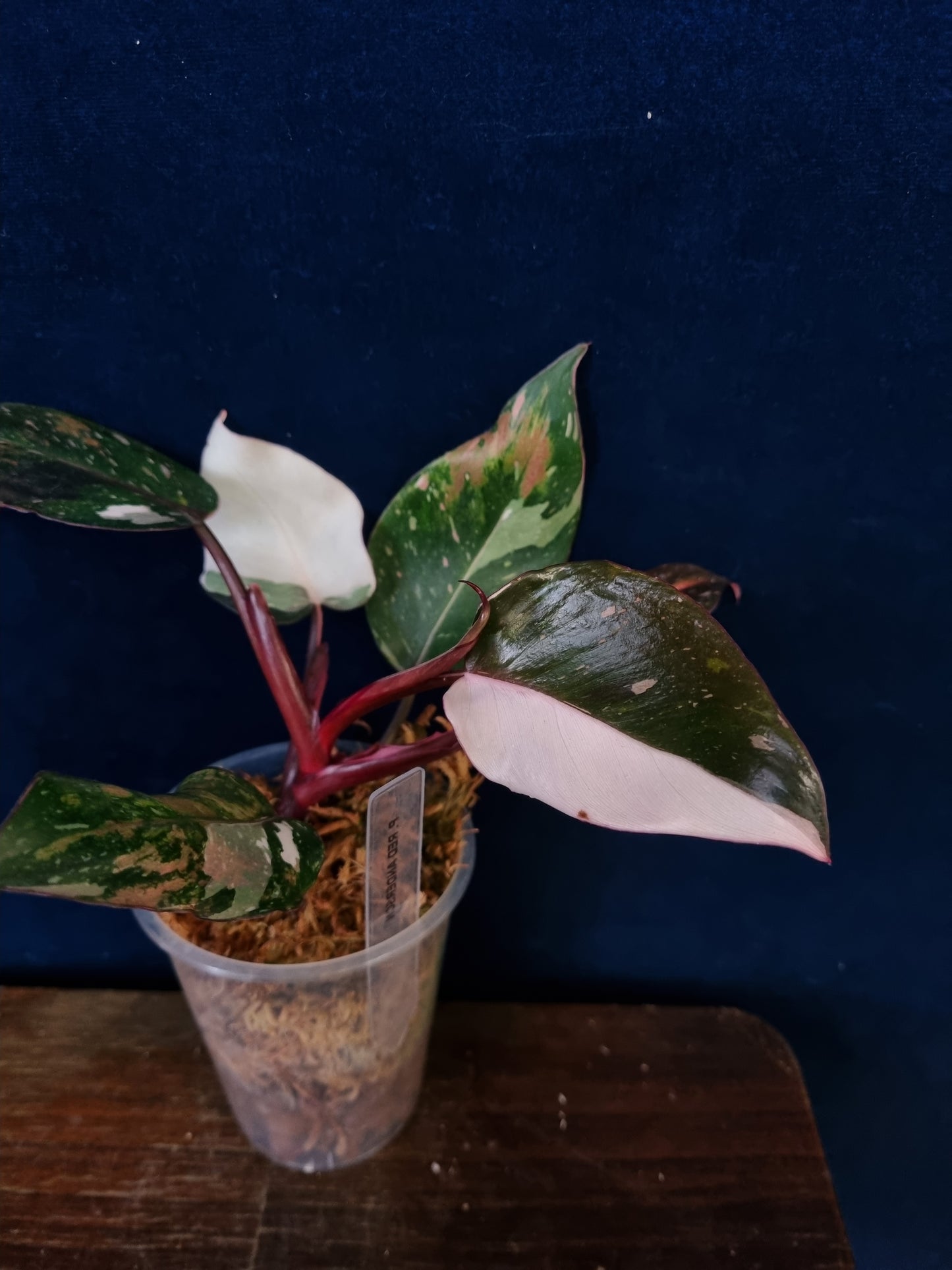 Philodendron Red Anderson Medium
