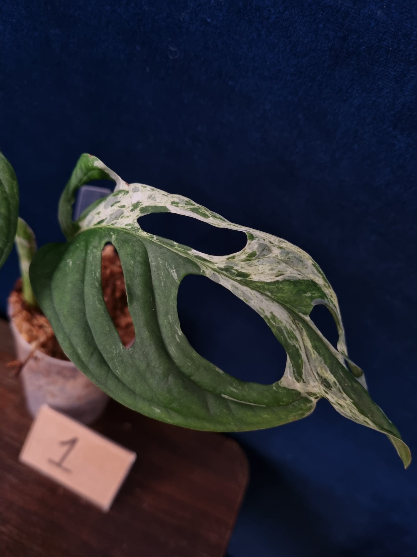 Monstera Adansonii Indonesian Marble