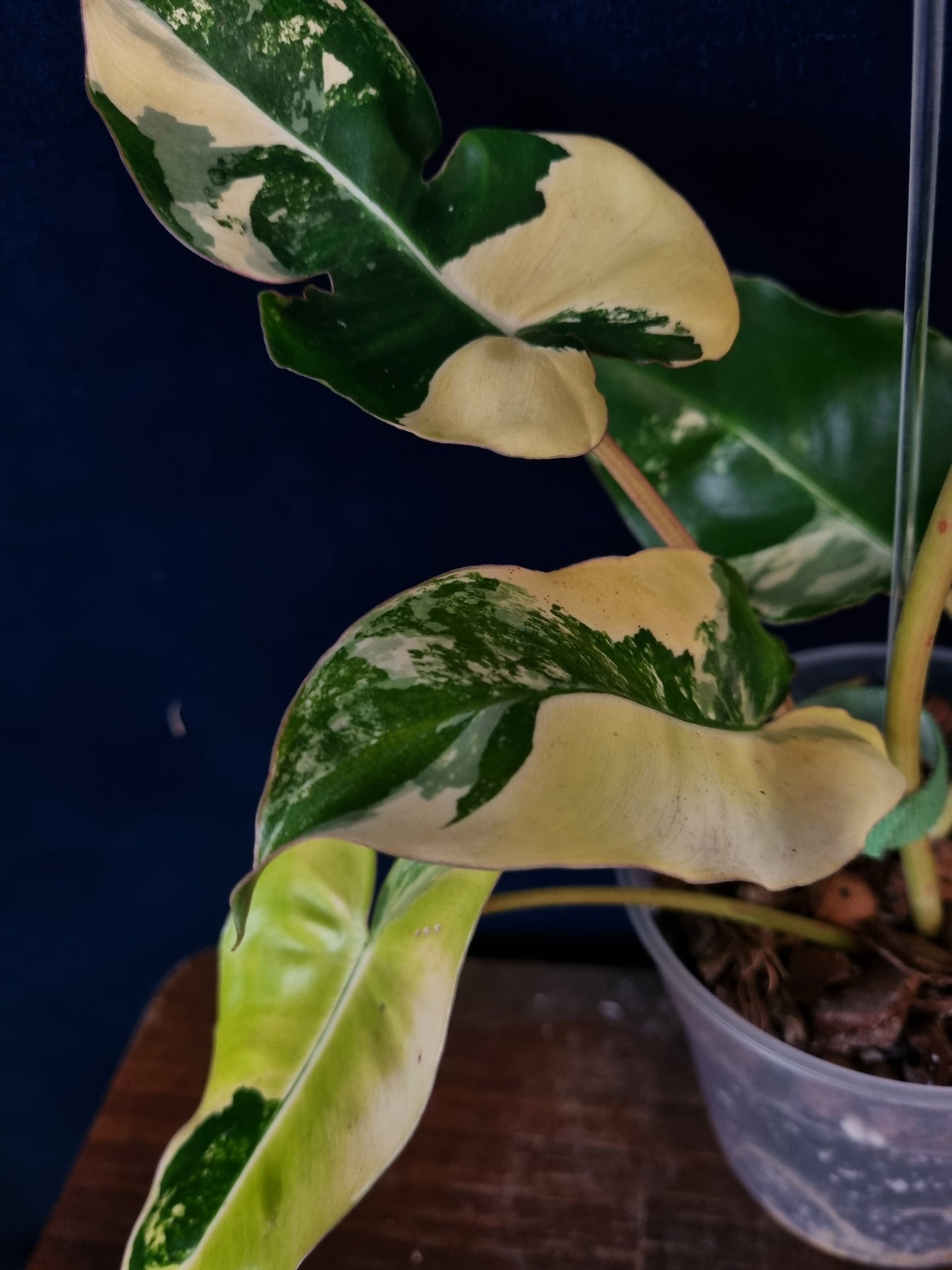 Philodendron Burle Marx Variegata