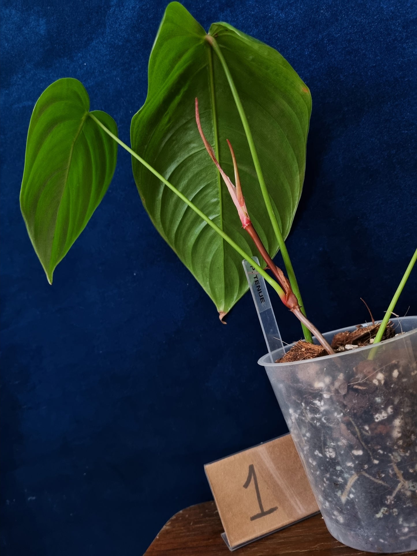 Philodendron Tenue