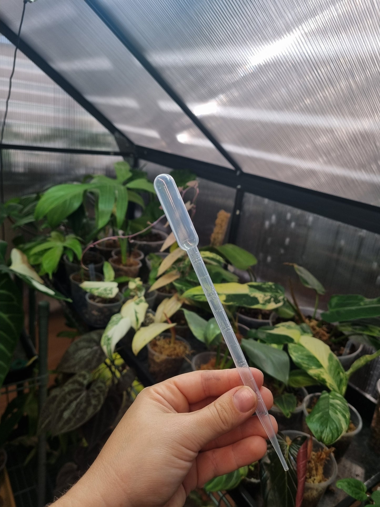 Plastic Pipet 5ML