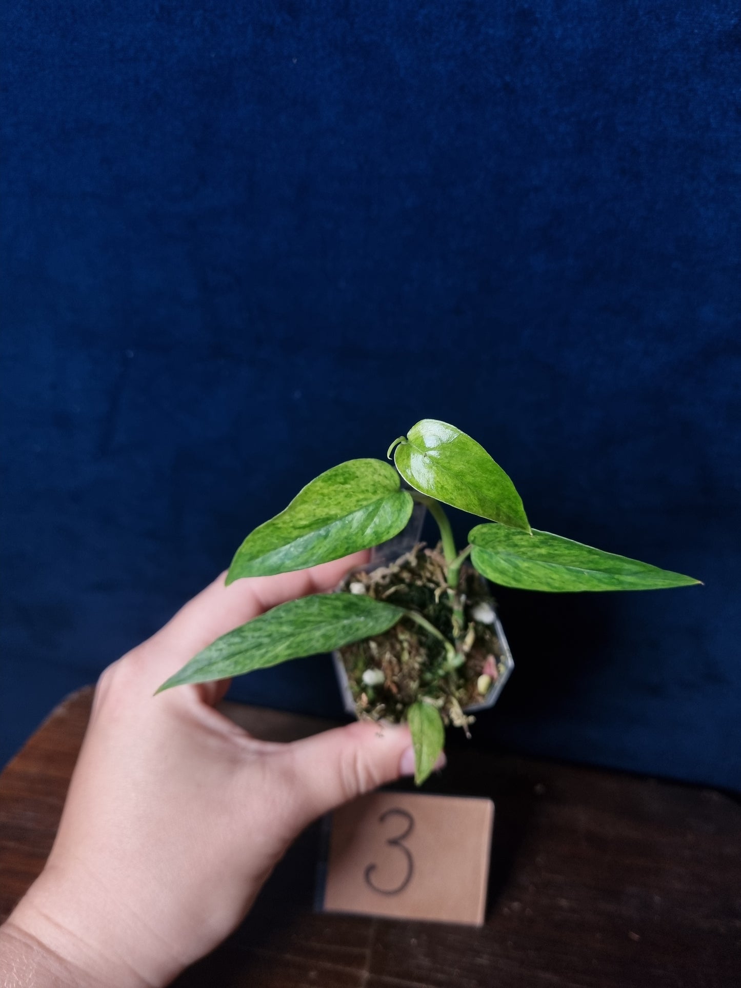 Epipremnum Cebu Blue Mint/Marble Aurea
