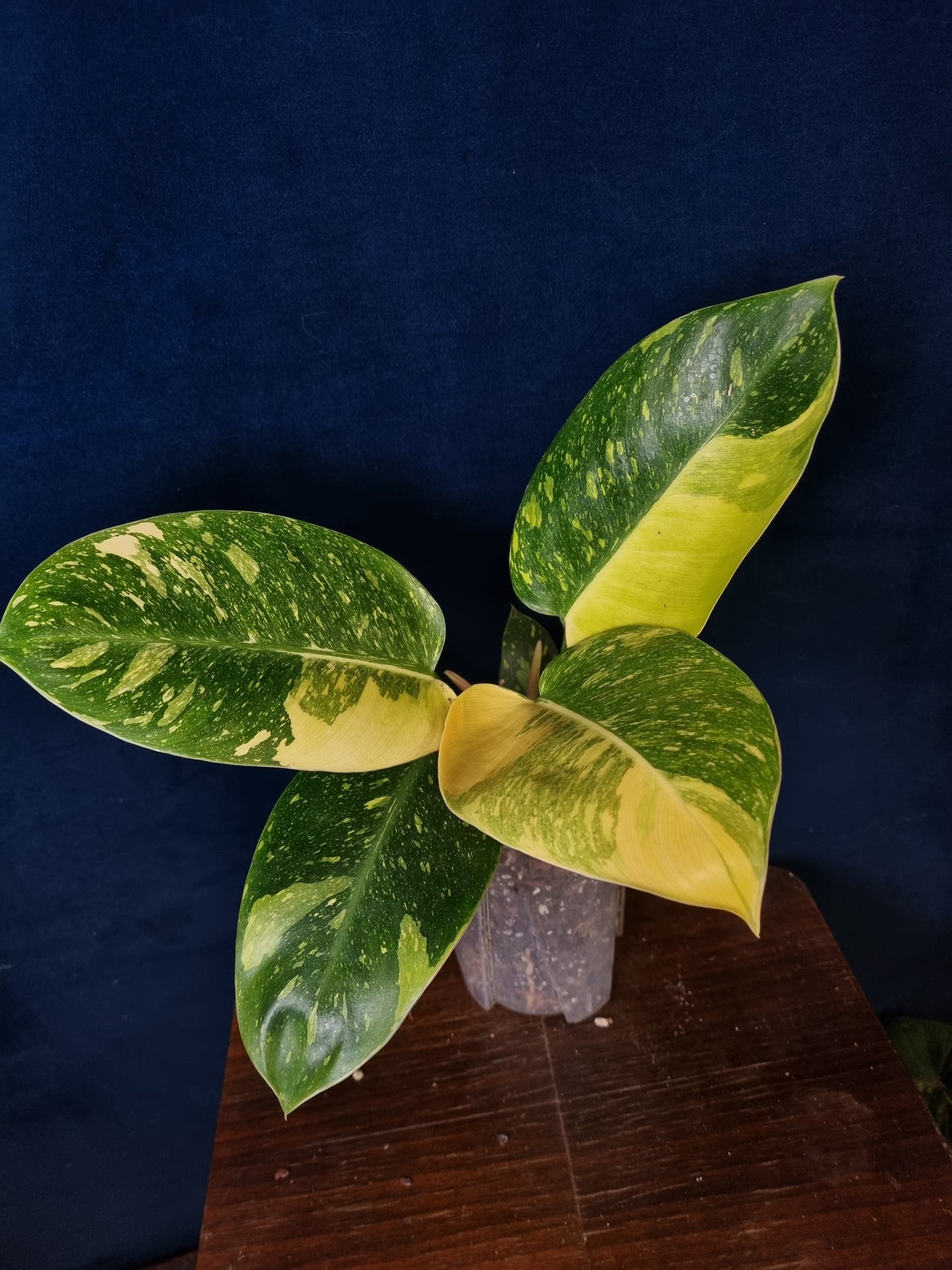 Philodendron Green Congo Variegata