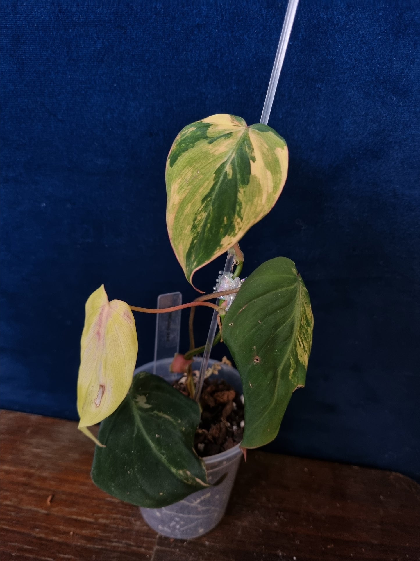 Philodendron Micans Variegata