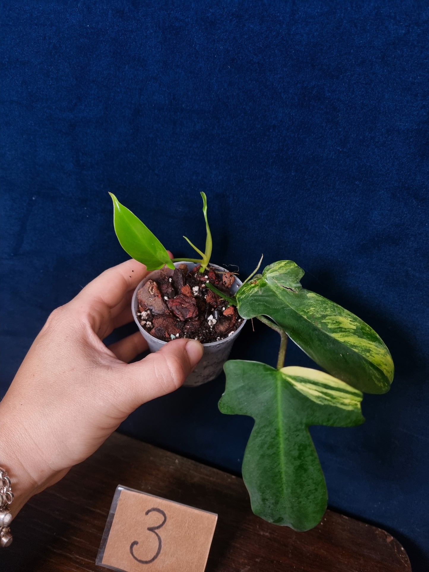 Philodendron Florida Beauty