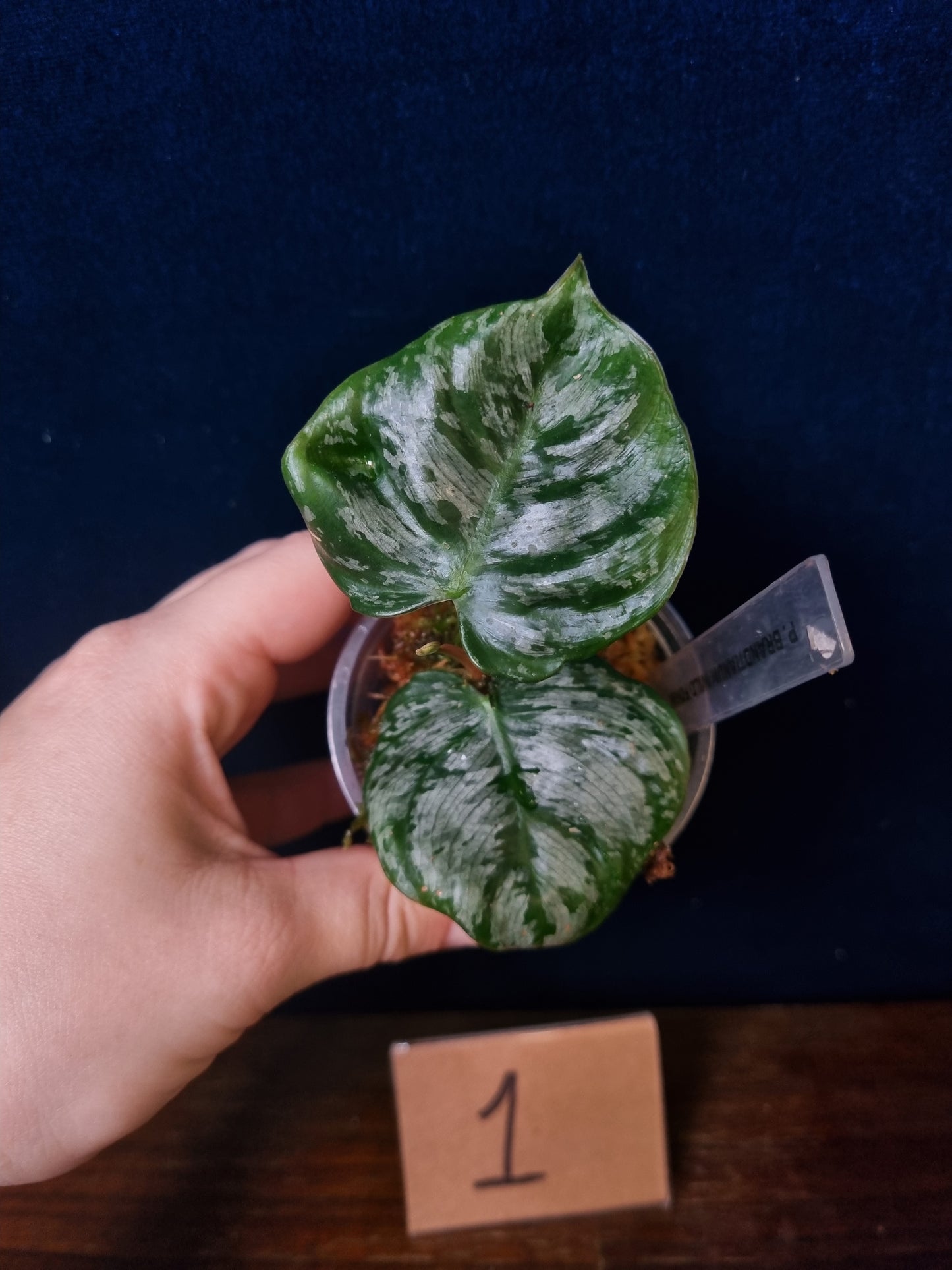 Philodendron Brandtianum Wild Form