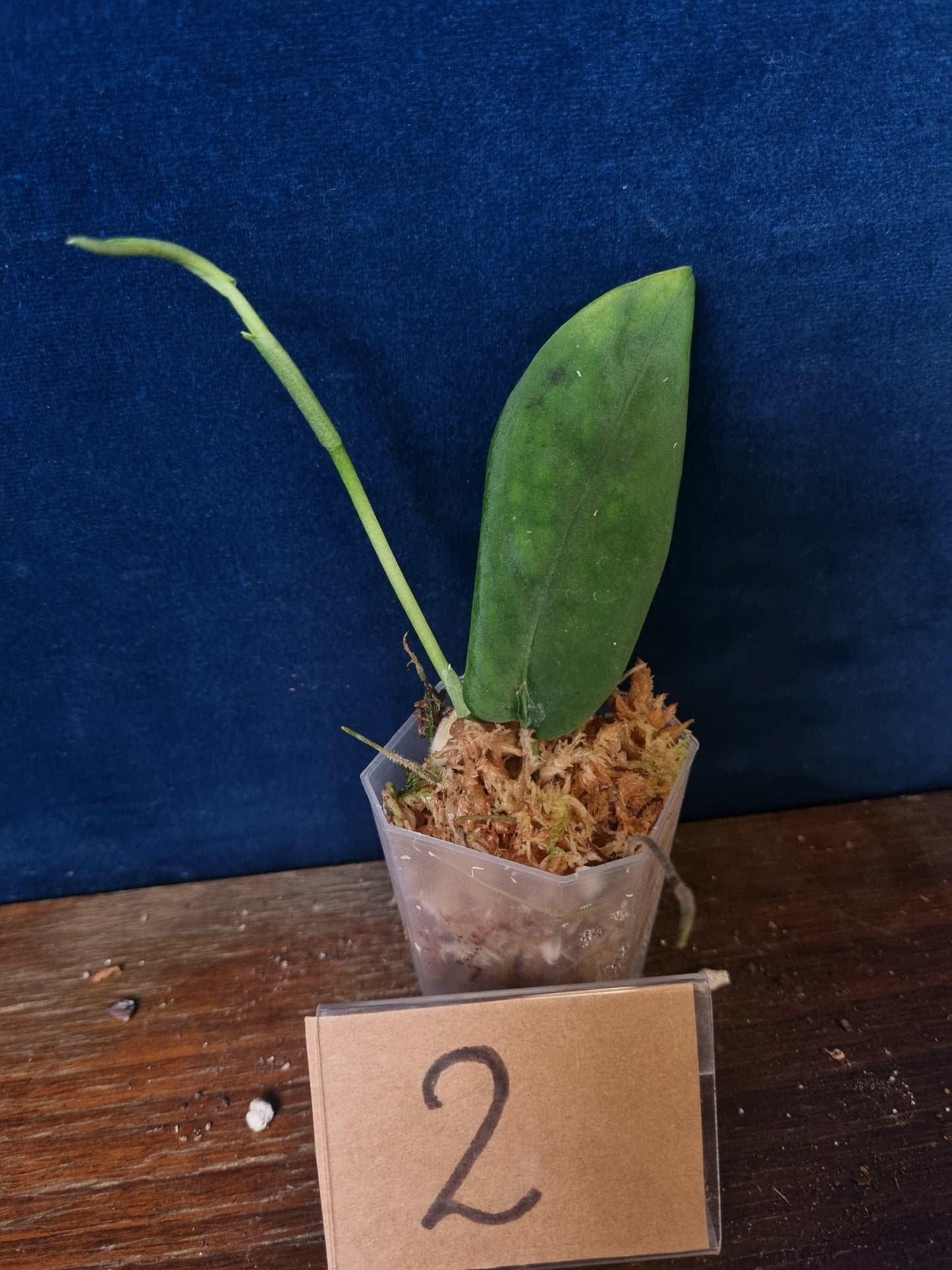 Monstera Velvet NO ID 'theplantaccount'