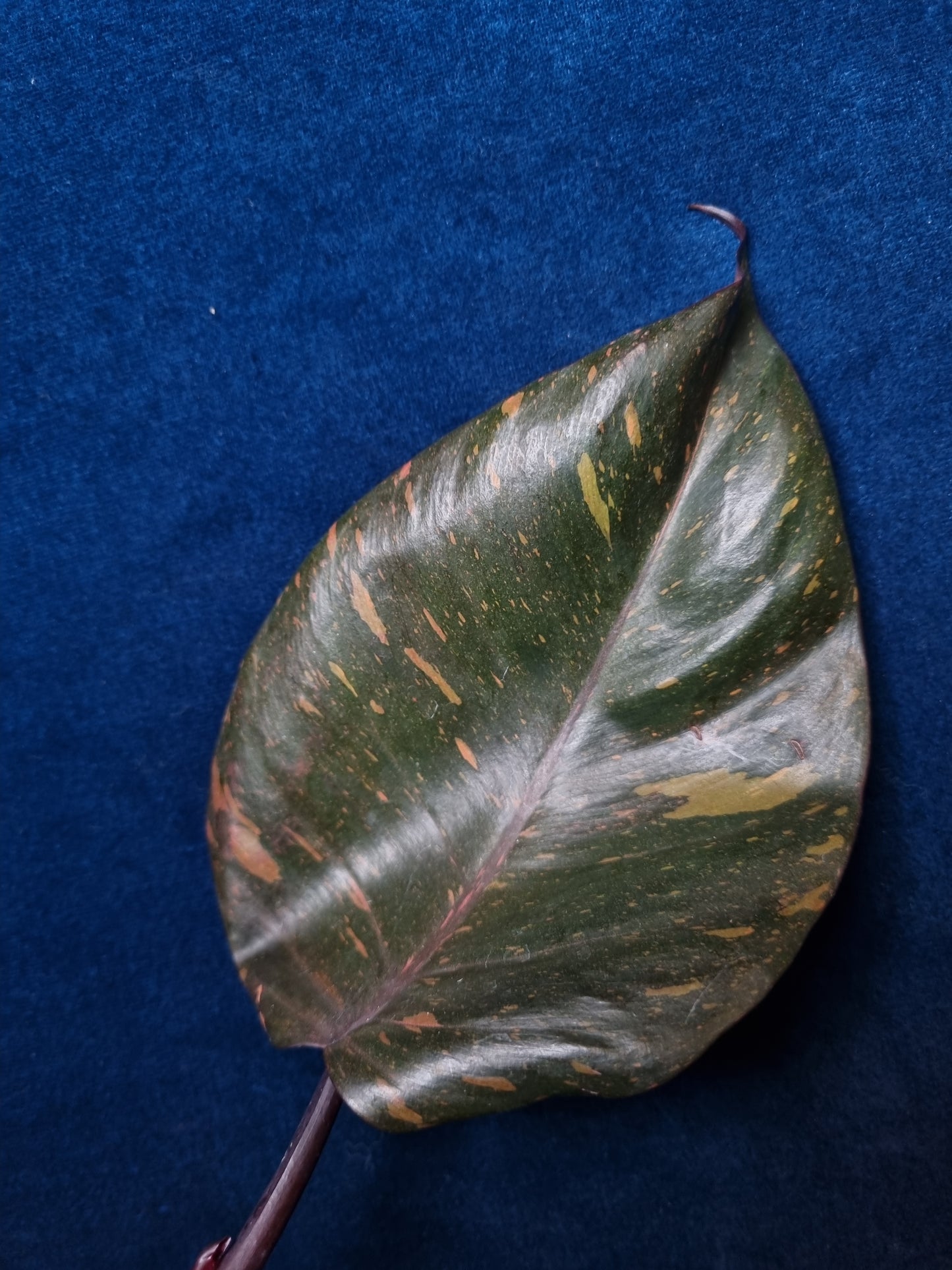 Philodendron Orange Princess