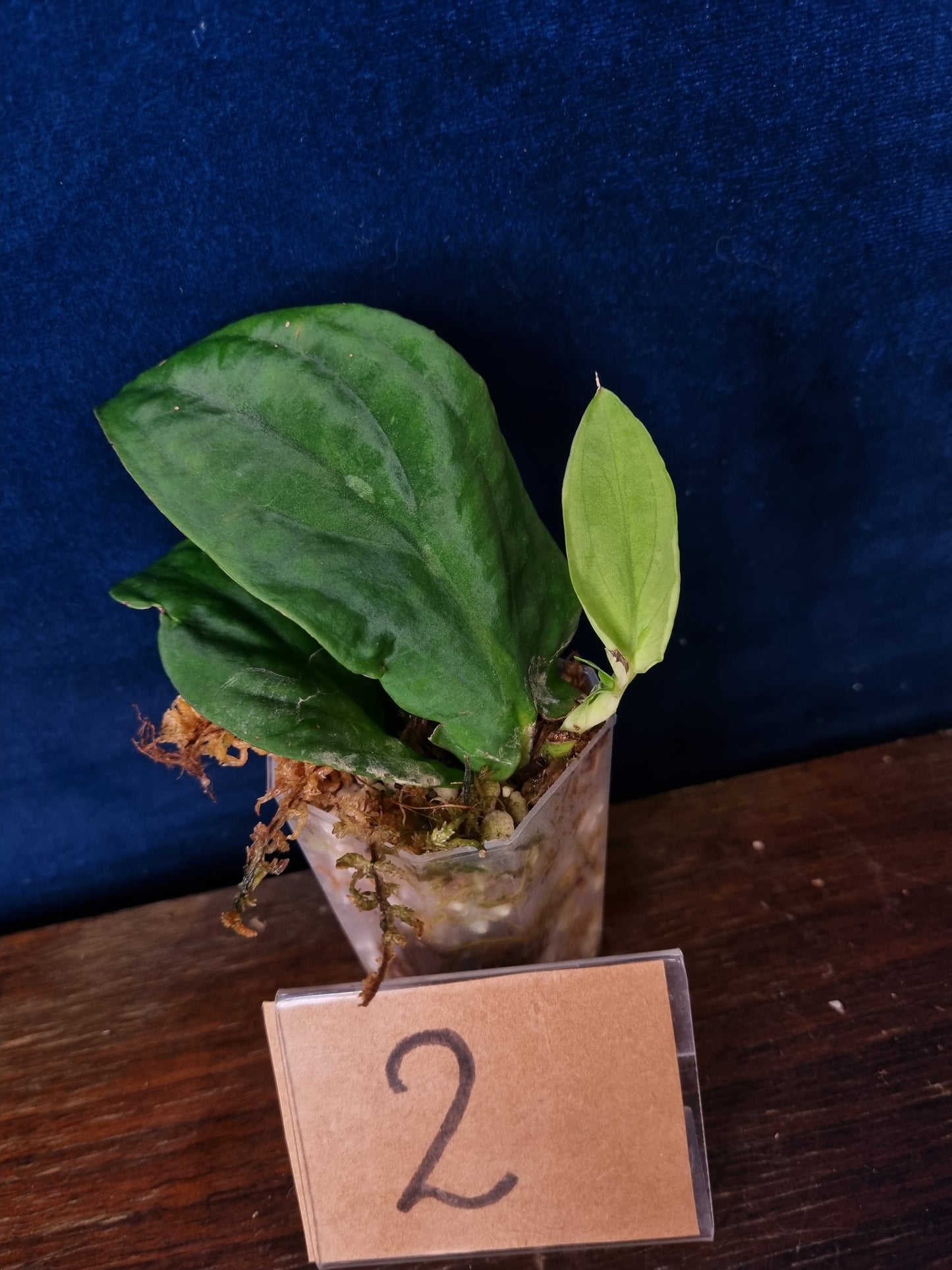 Rhaphidophora Korthalsii