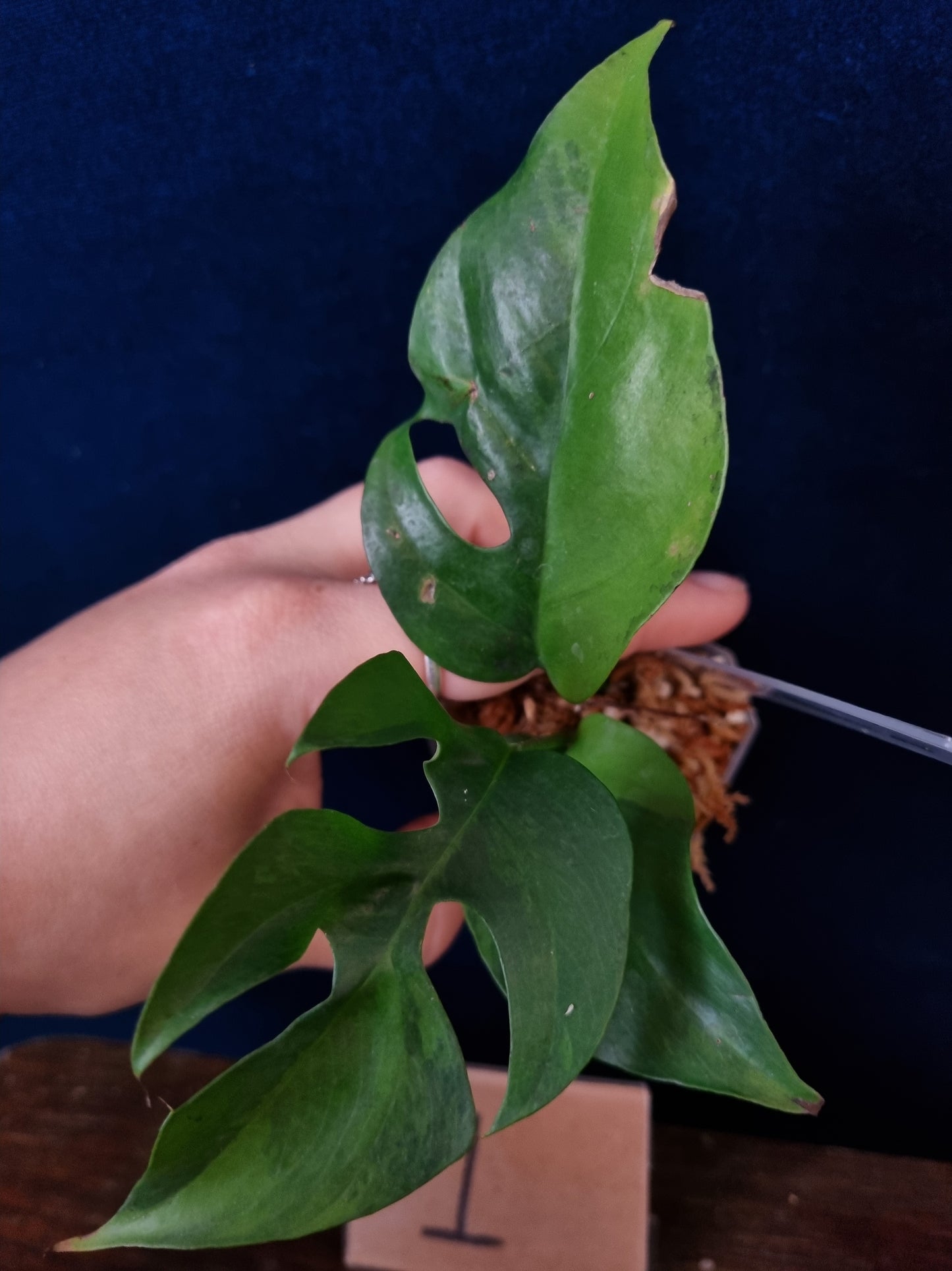 Rhaphidophora Tetrasperma Aurea