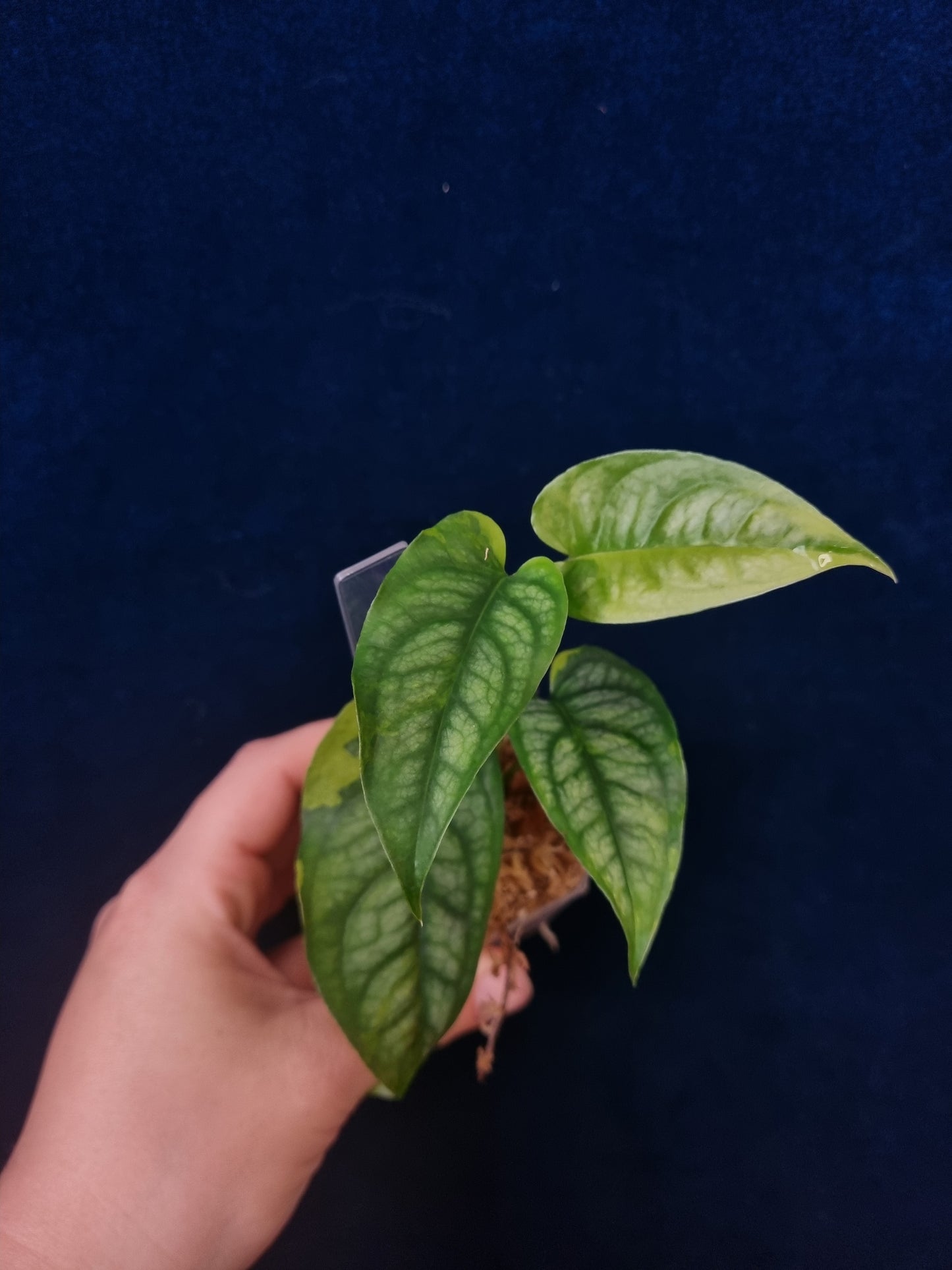 Monstera Siltepecana Variegata