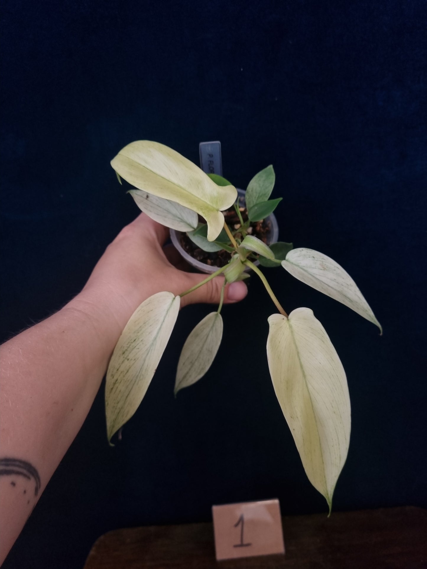 Philodendron Florida Ghost