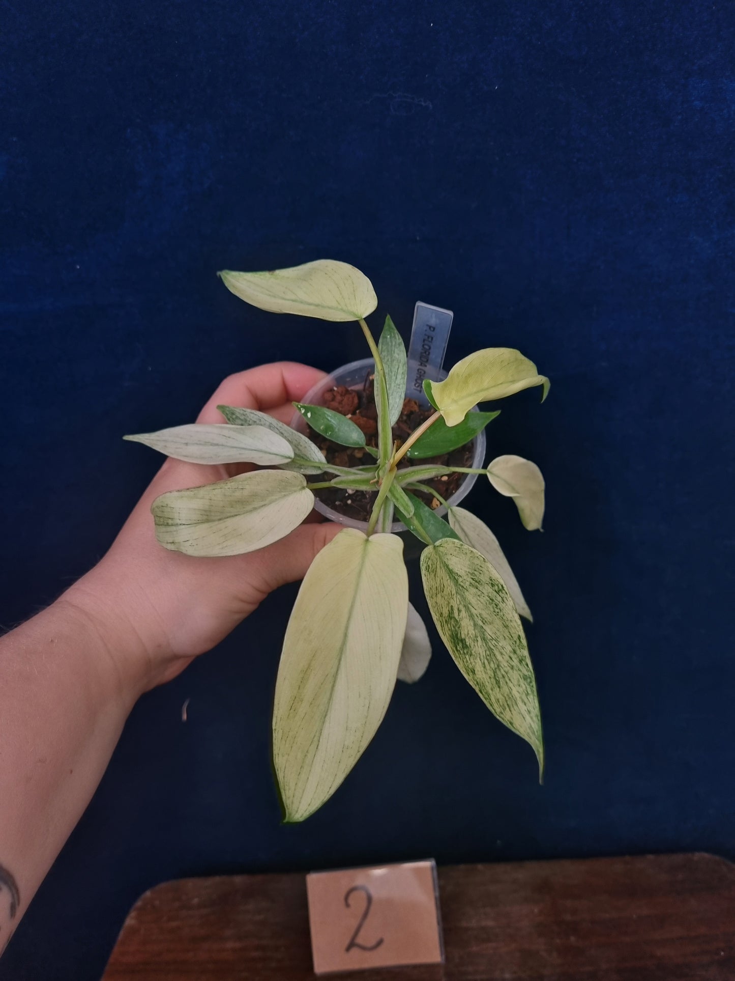 Philodendron Florida Ghost