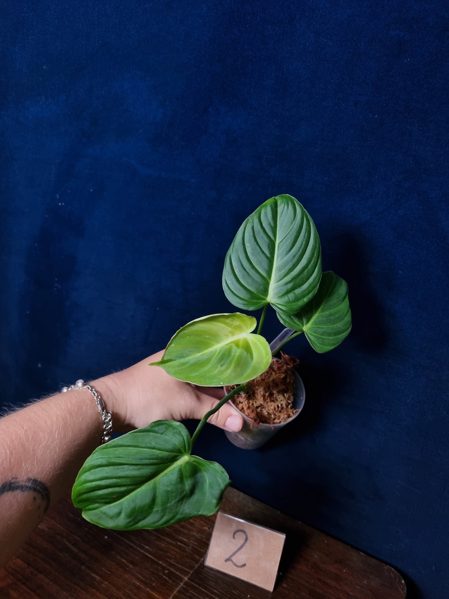 Philodendron Glorious