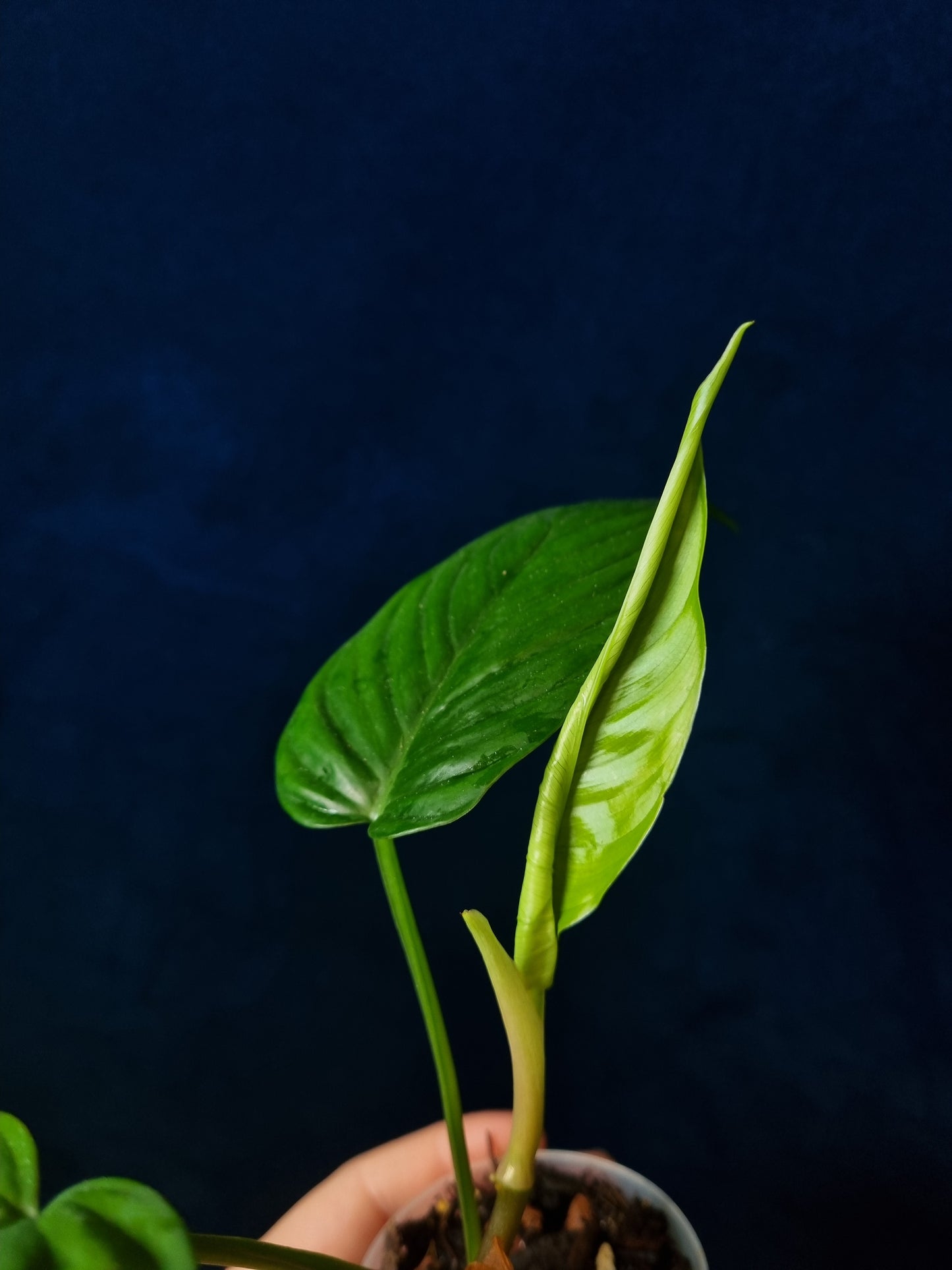 Philodendron Ernestii