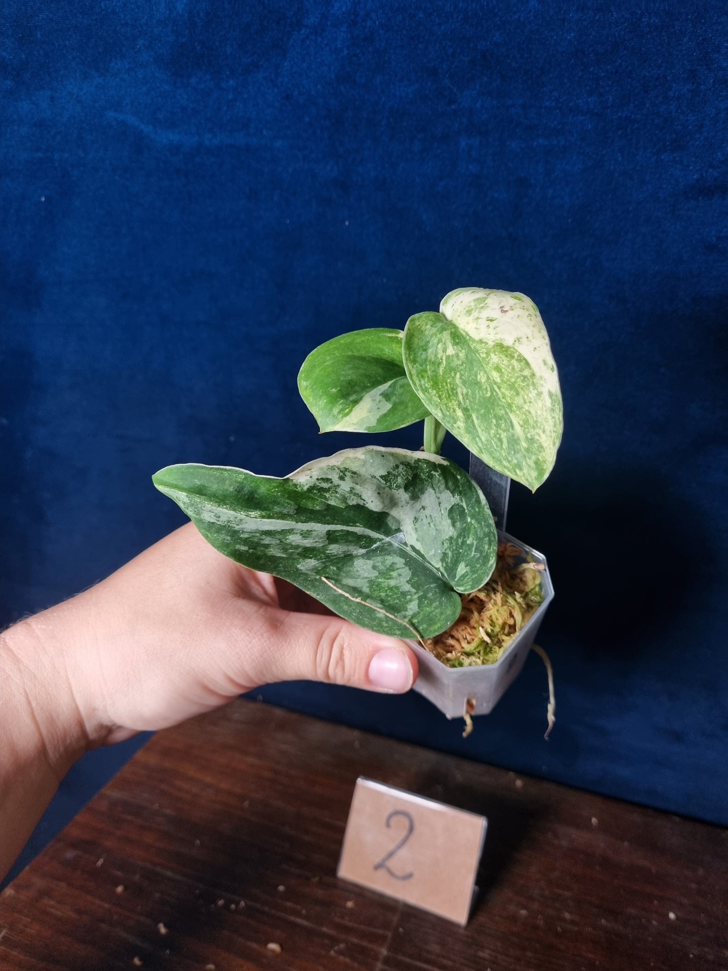Scindapsus Halimoon