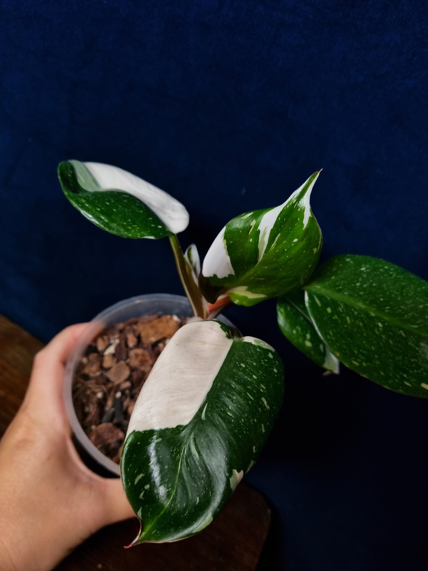Philodendron White Knight