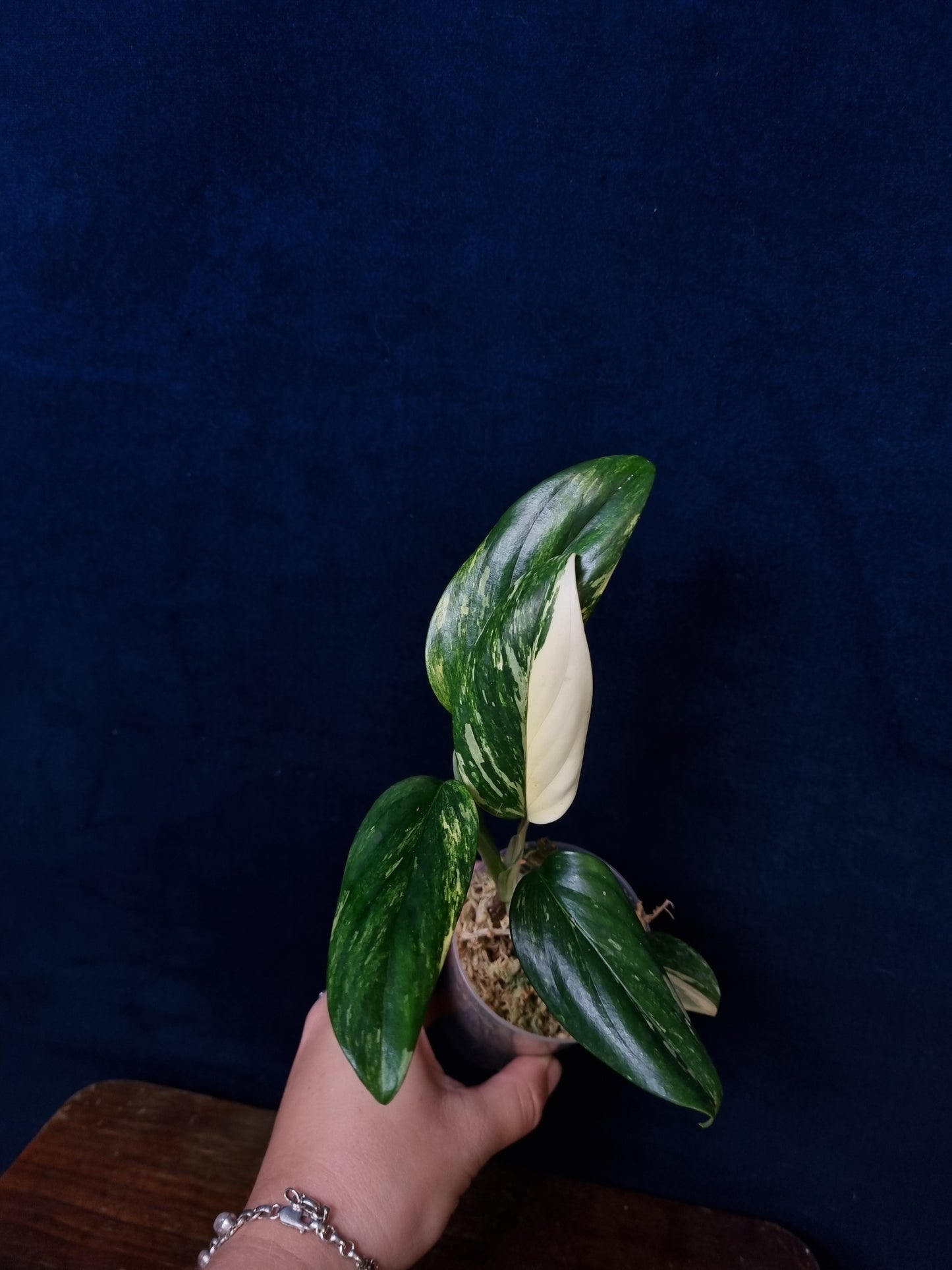 Monstera Standleyana Aurea