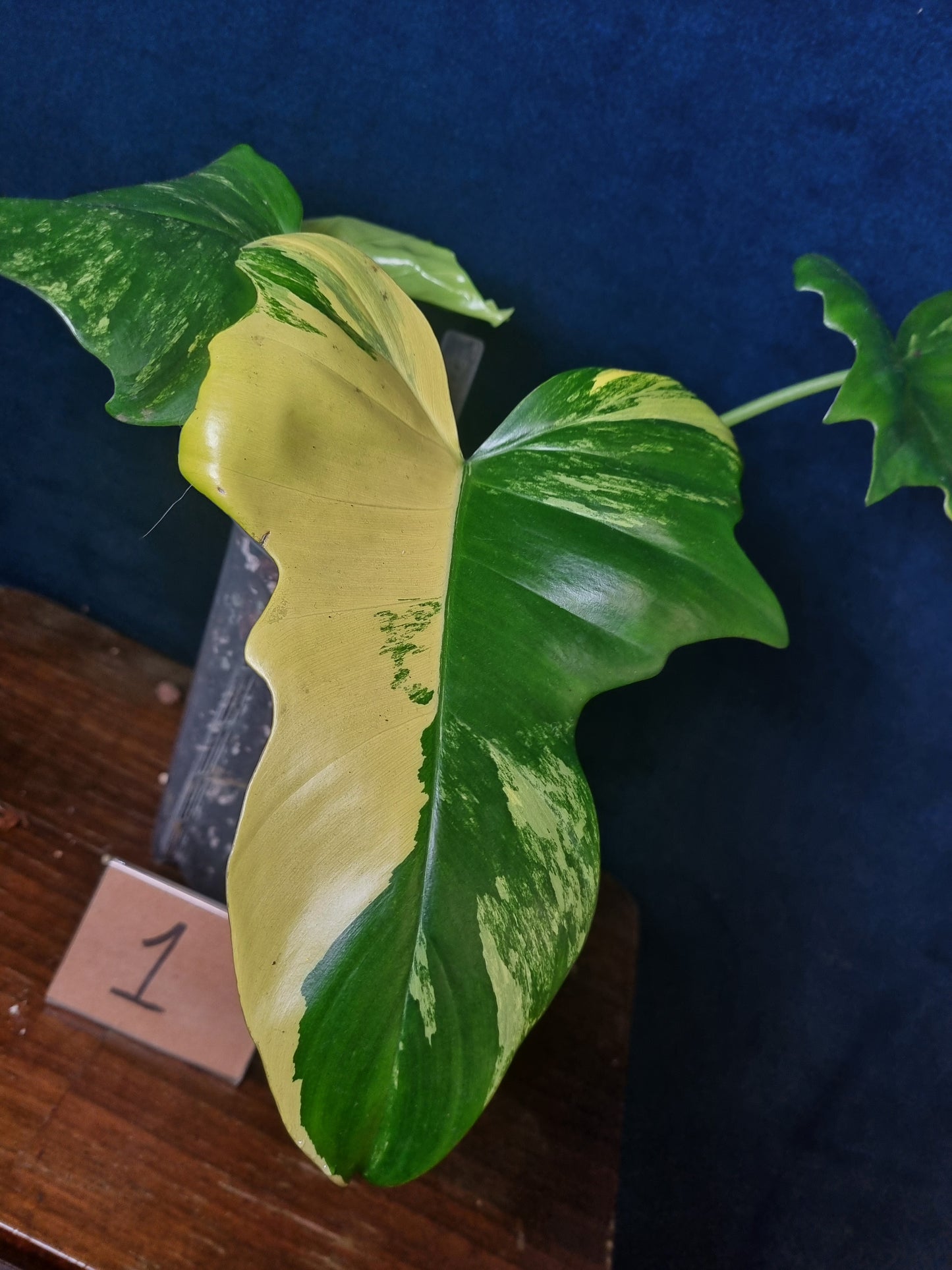 Philodendron Florida Beauty x Mayoi