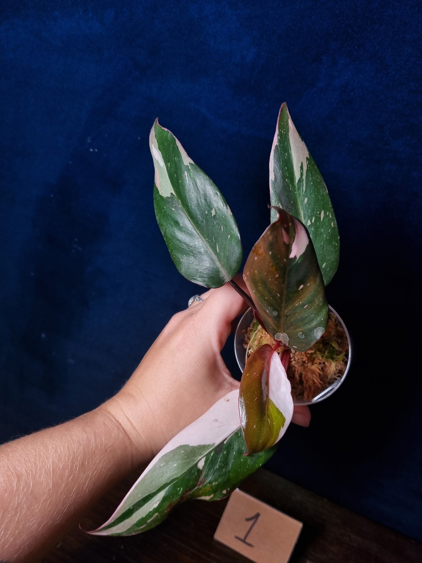 Philodendron Red Anderson