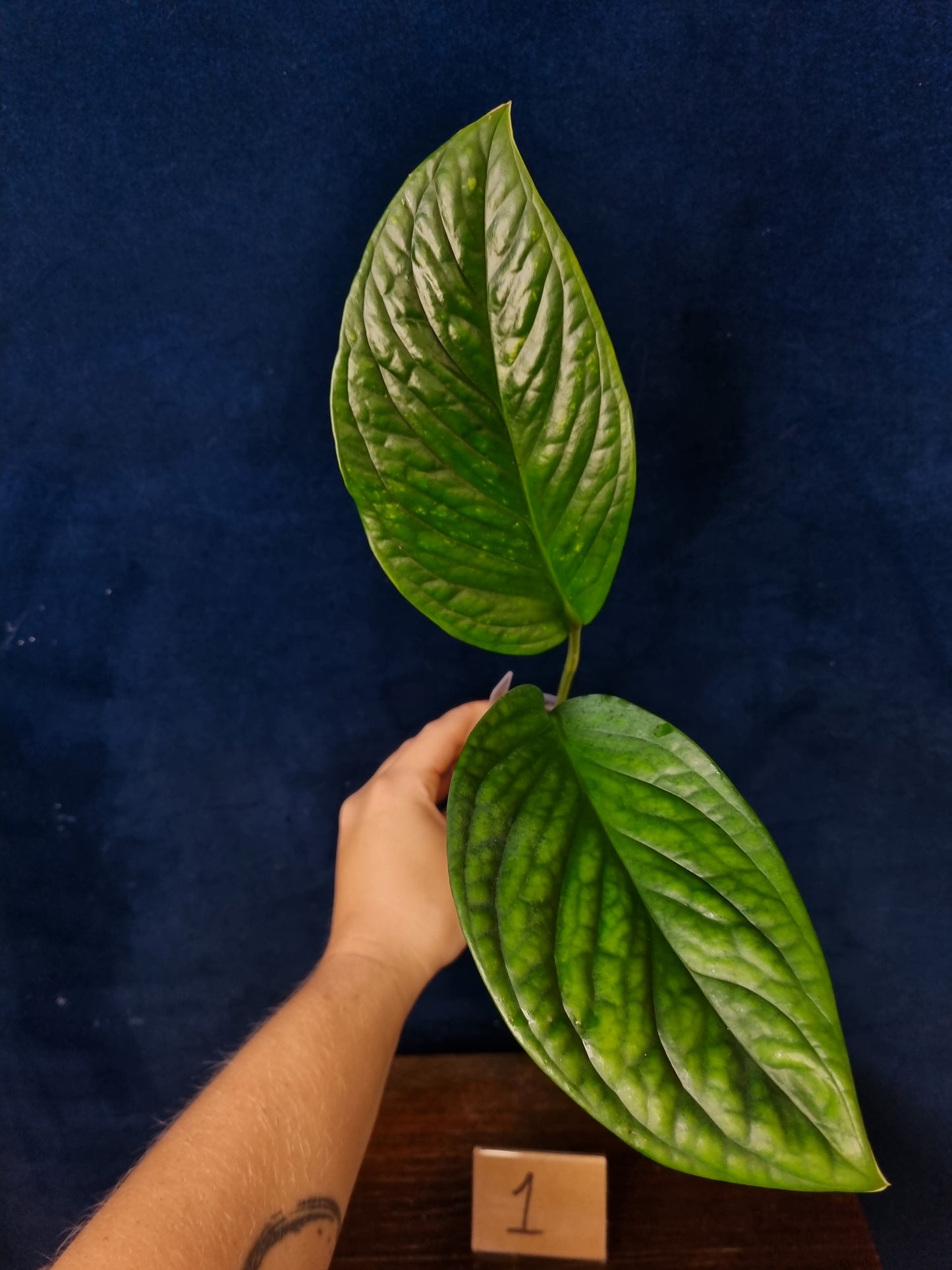 Monstera Pinnatipartita