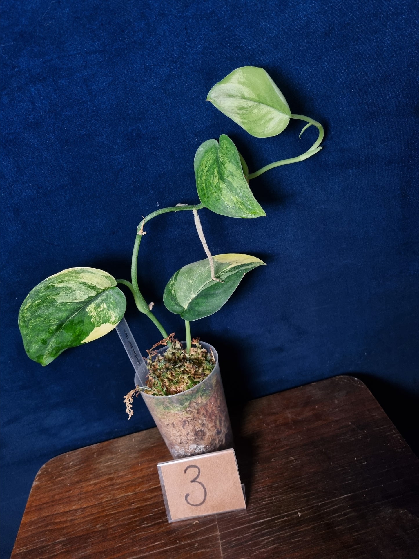 Scindapsus Jade Satin Aurea