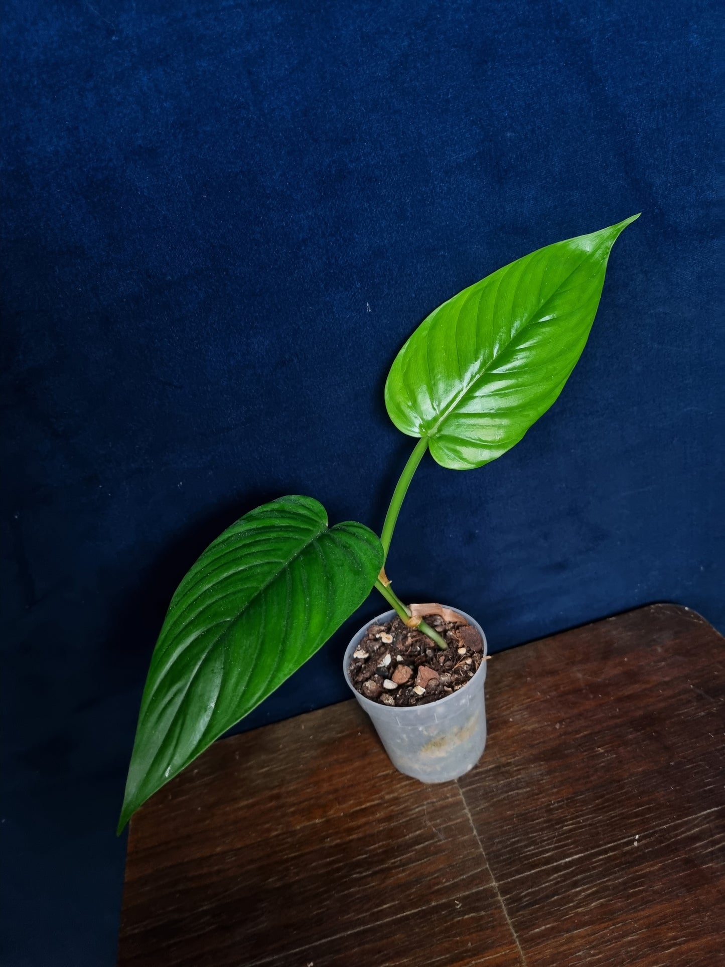 Philodendron Ernestii