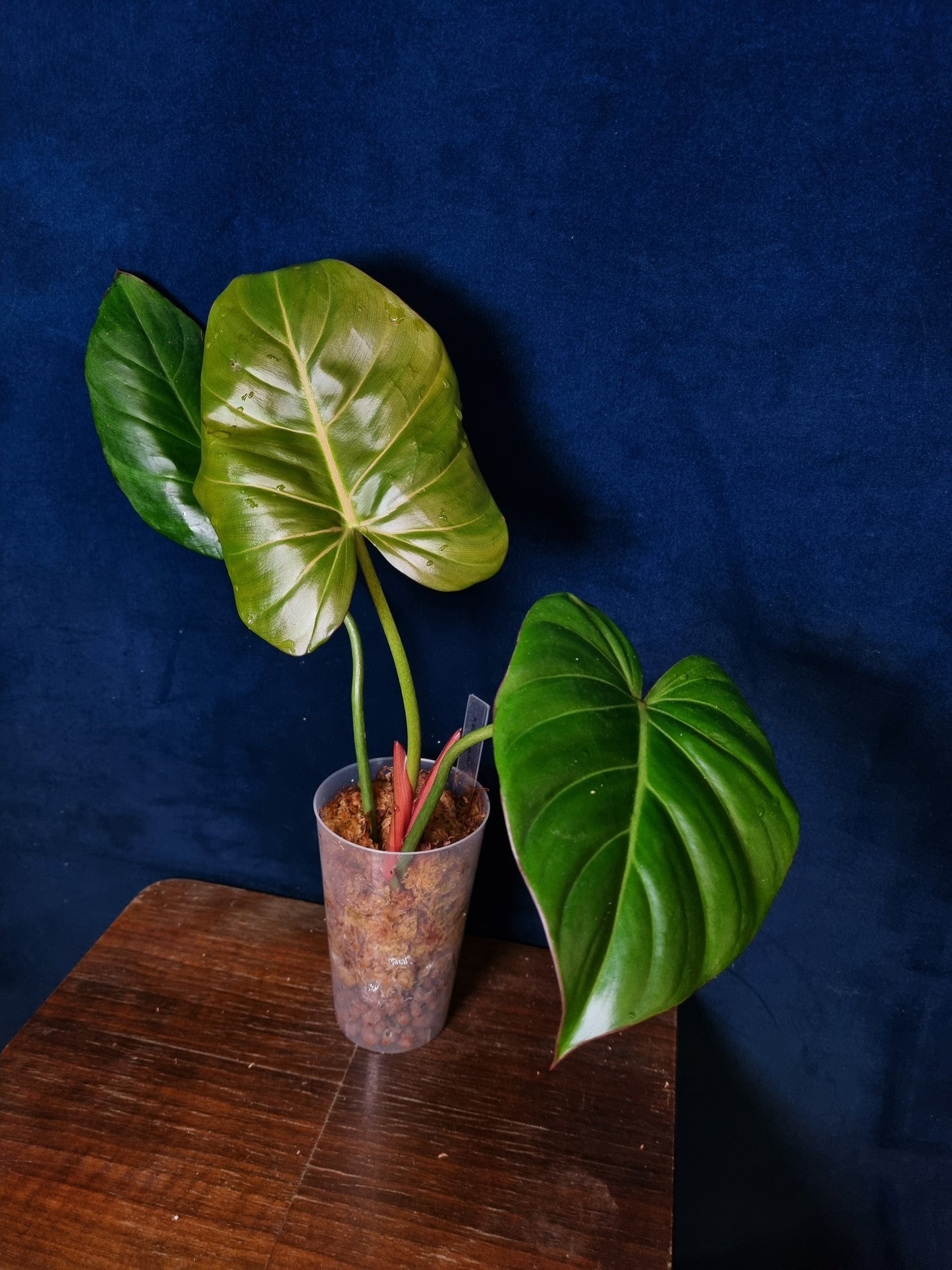 Philodendron Summer Glory