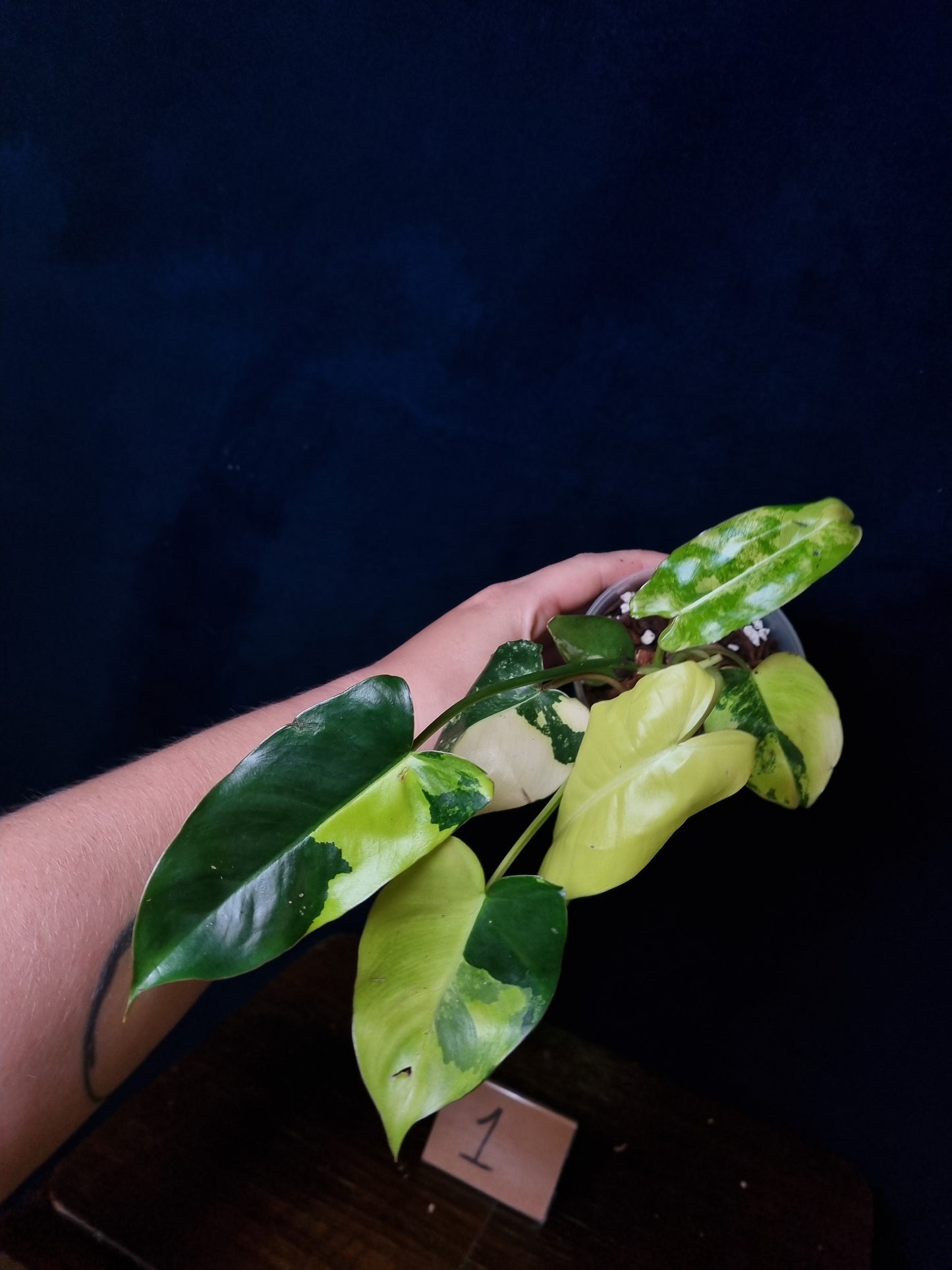 Philodendron Burle Marx Variegata Medium