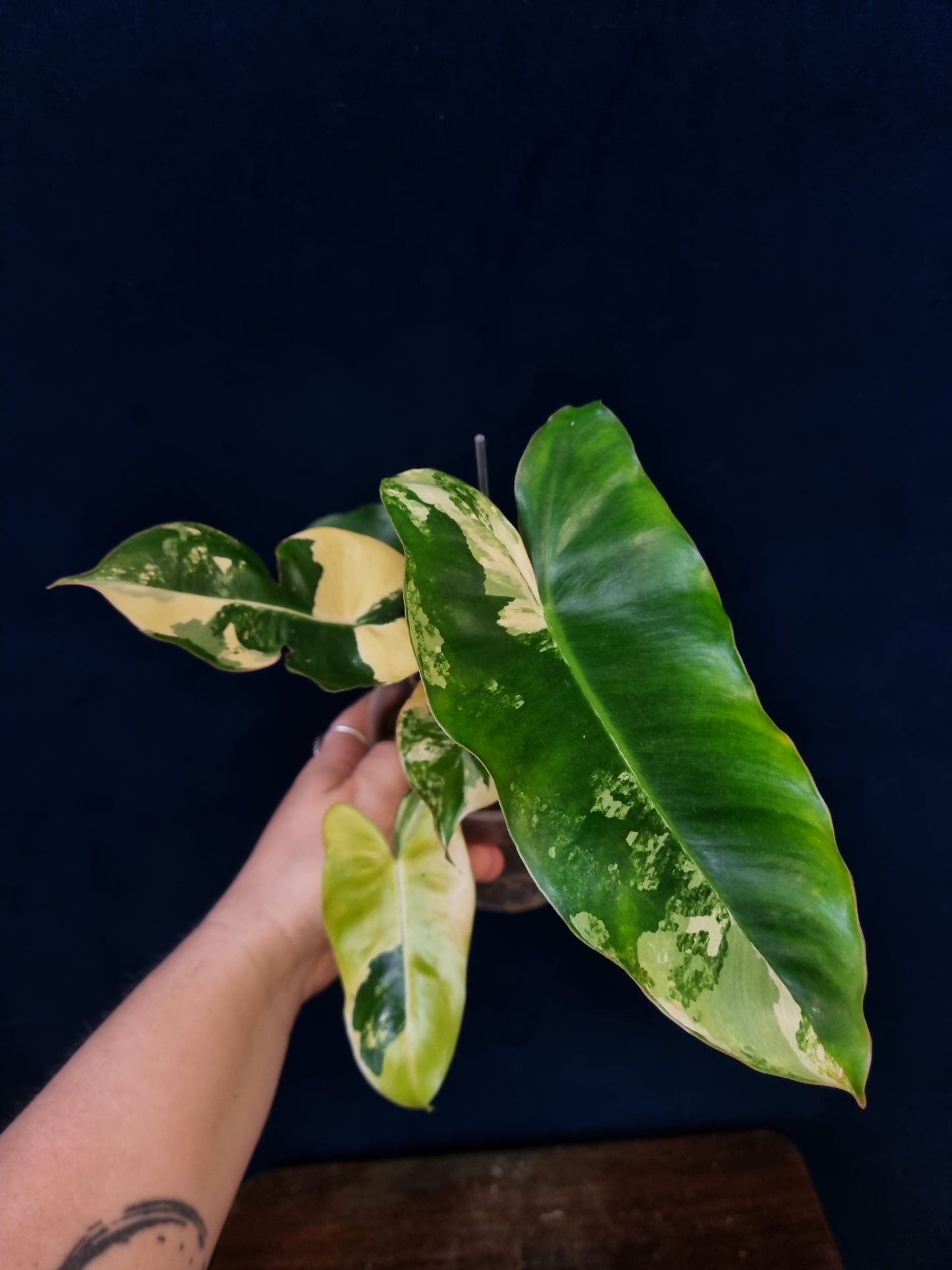 Philodendron Burle Marx Variegata