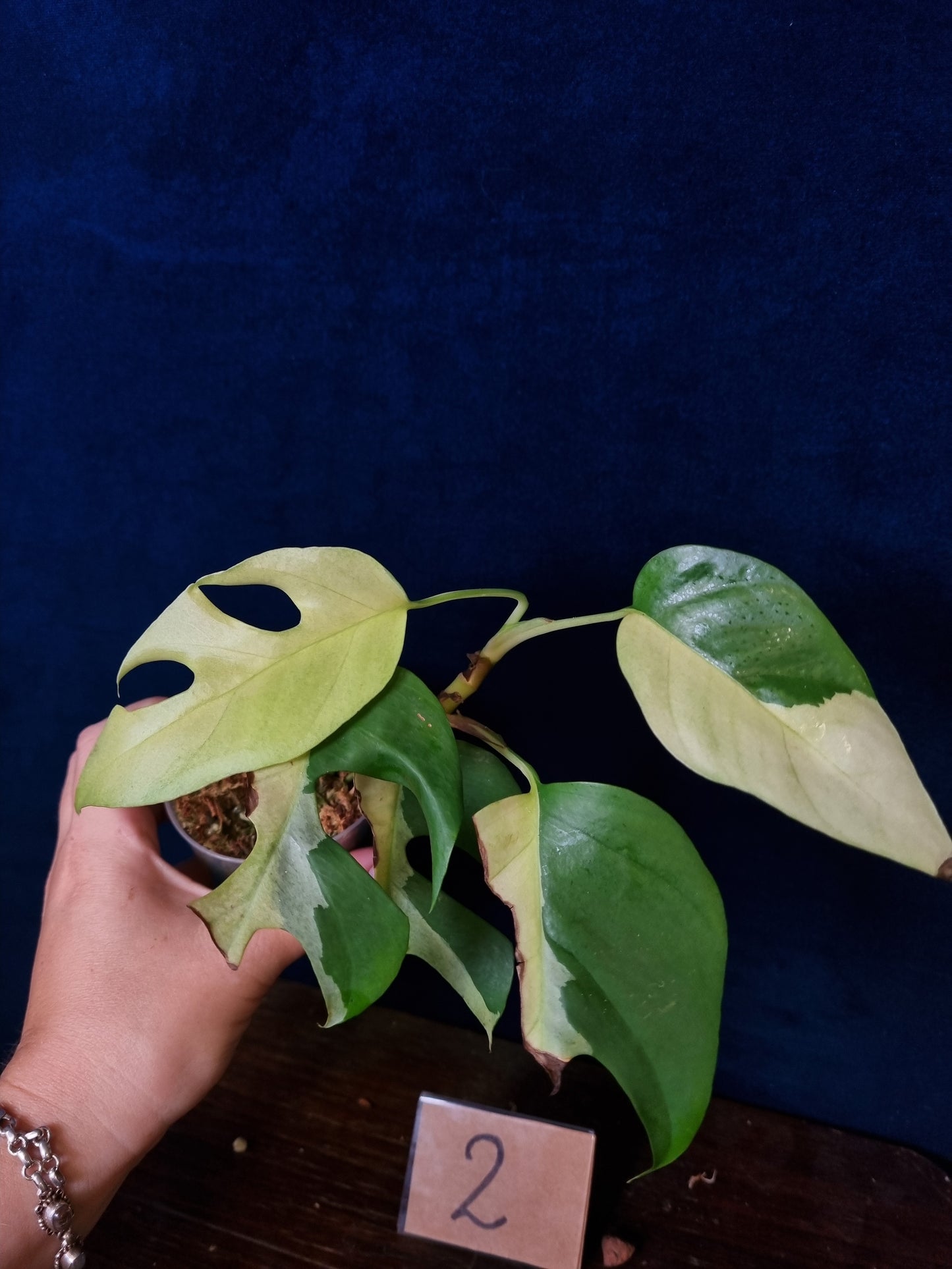 Rhaphidophora Tetrasperma Albo