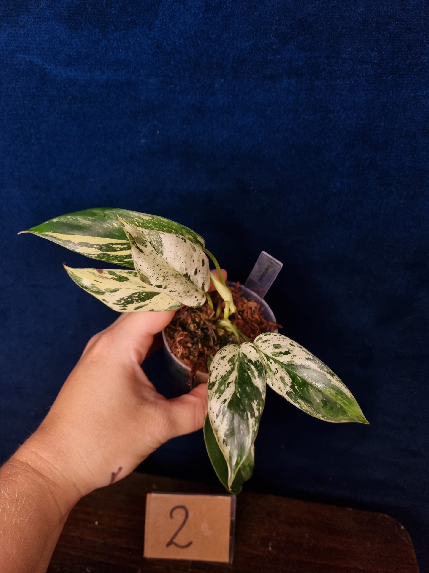 Philodendron Emerald Ice