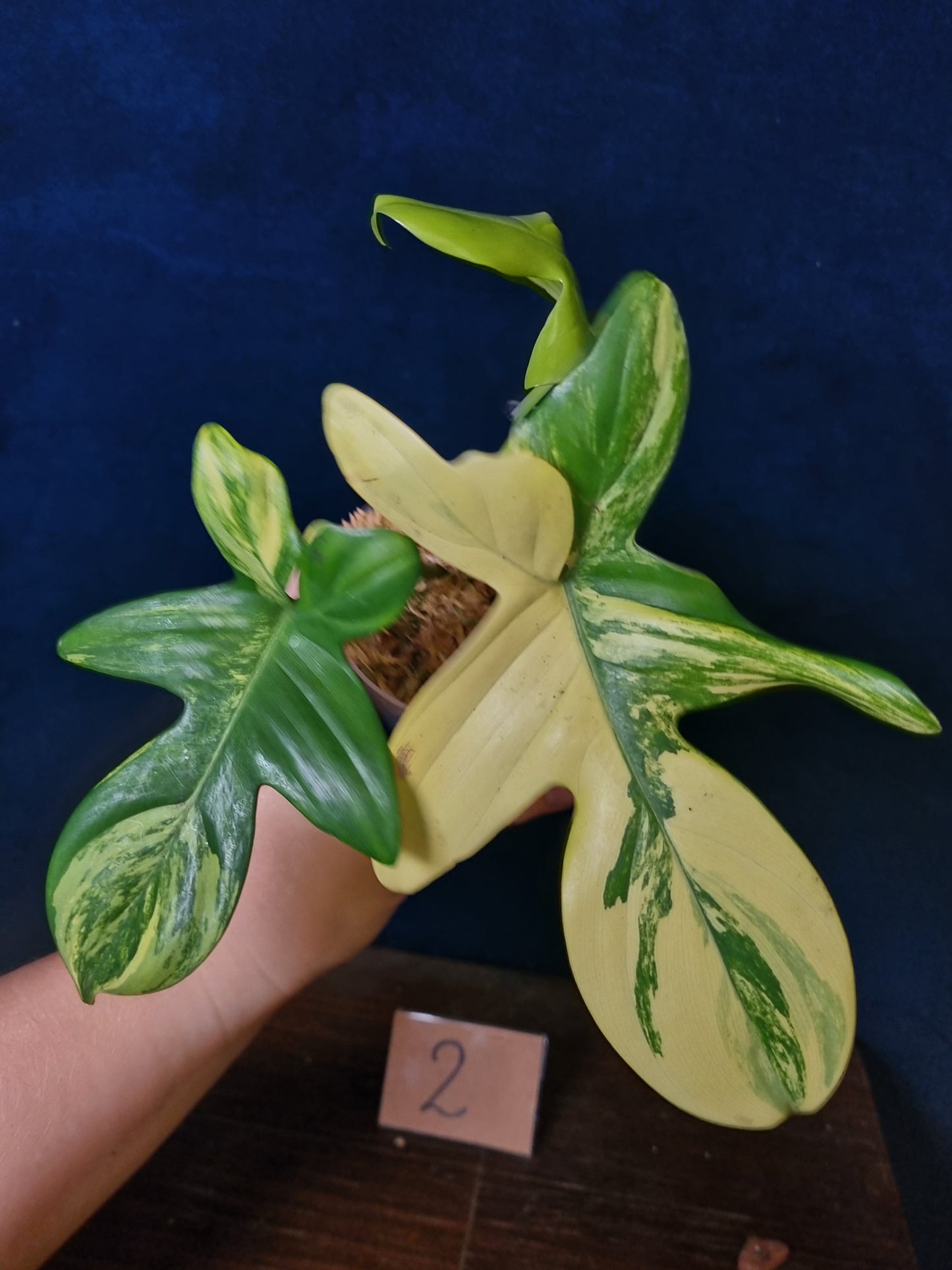 Philodendron Pedatum Variegata