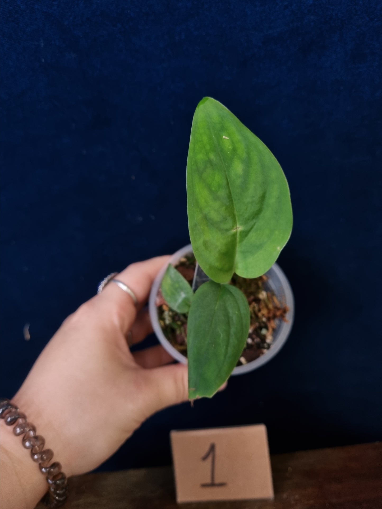 Monstera Velvet NO ID 'theplantaccount'