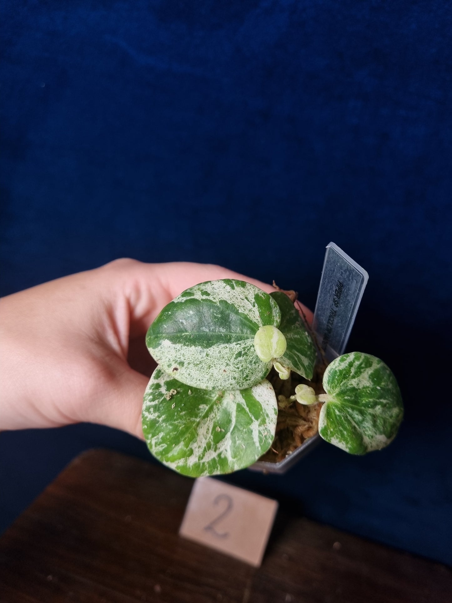 Piper SP. Tricolor 'Jadeite'