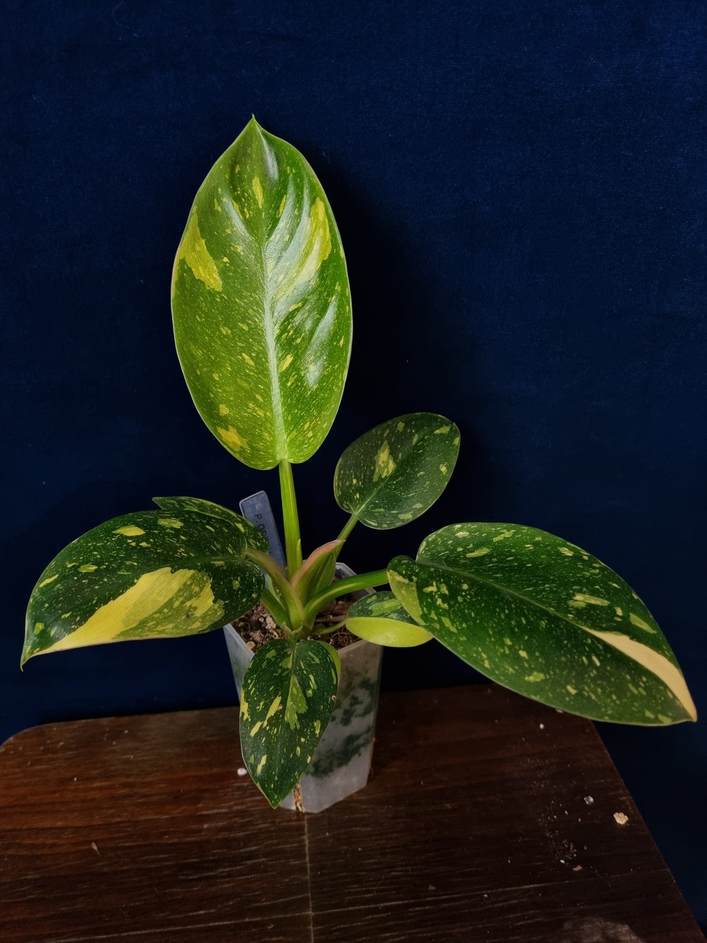 Philodendron Green Congo Variegata