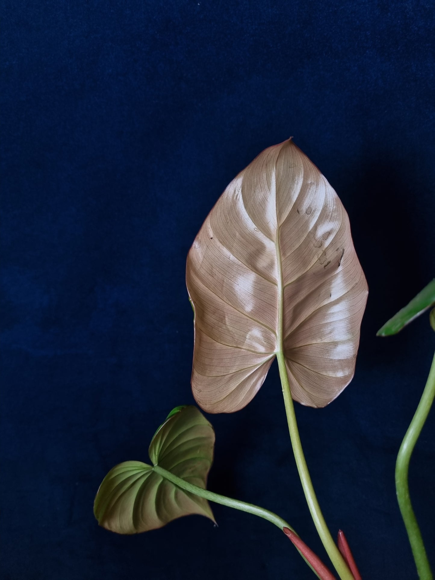 Philodendron Summer Glory