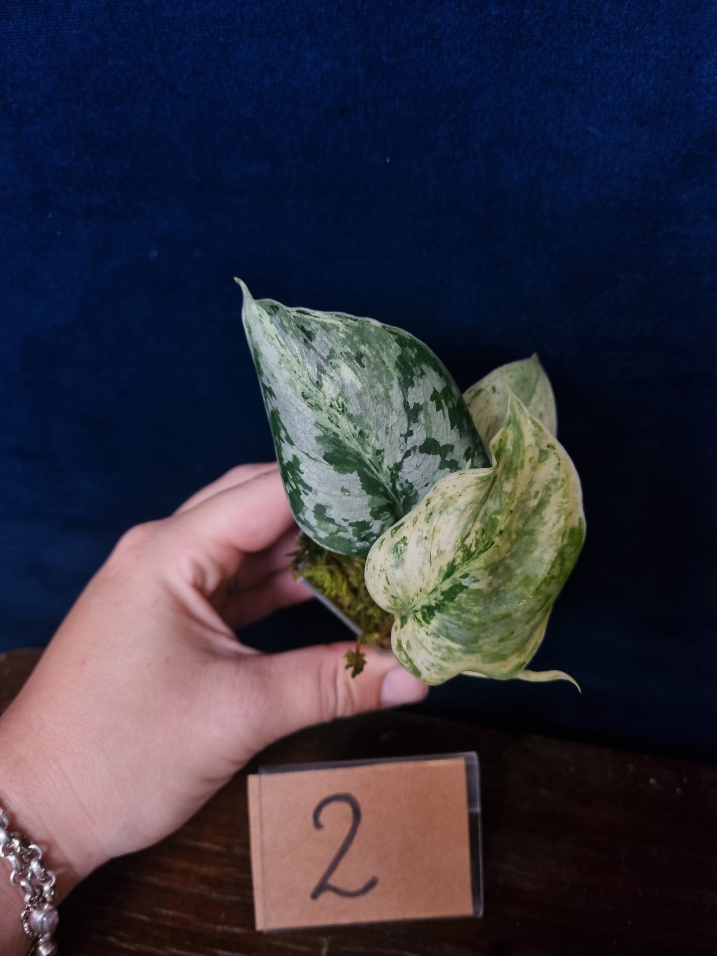 Scindapsus Peasun Small