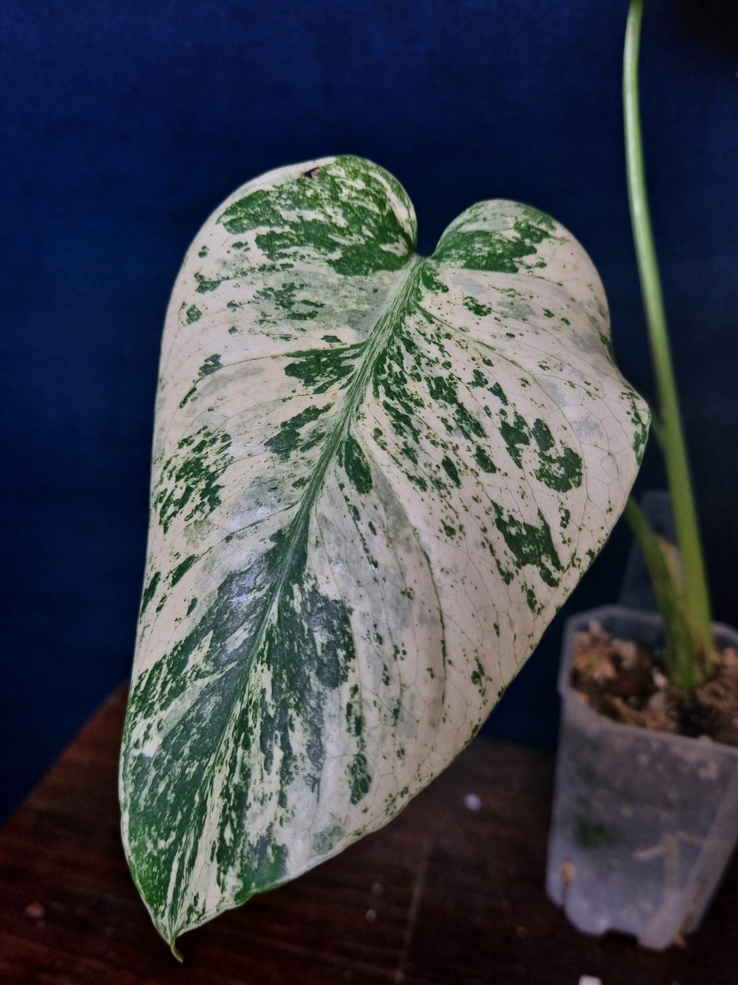Monstera Mint