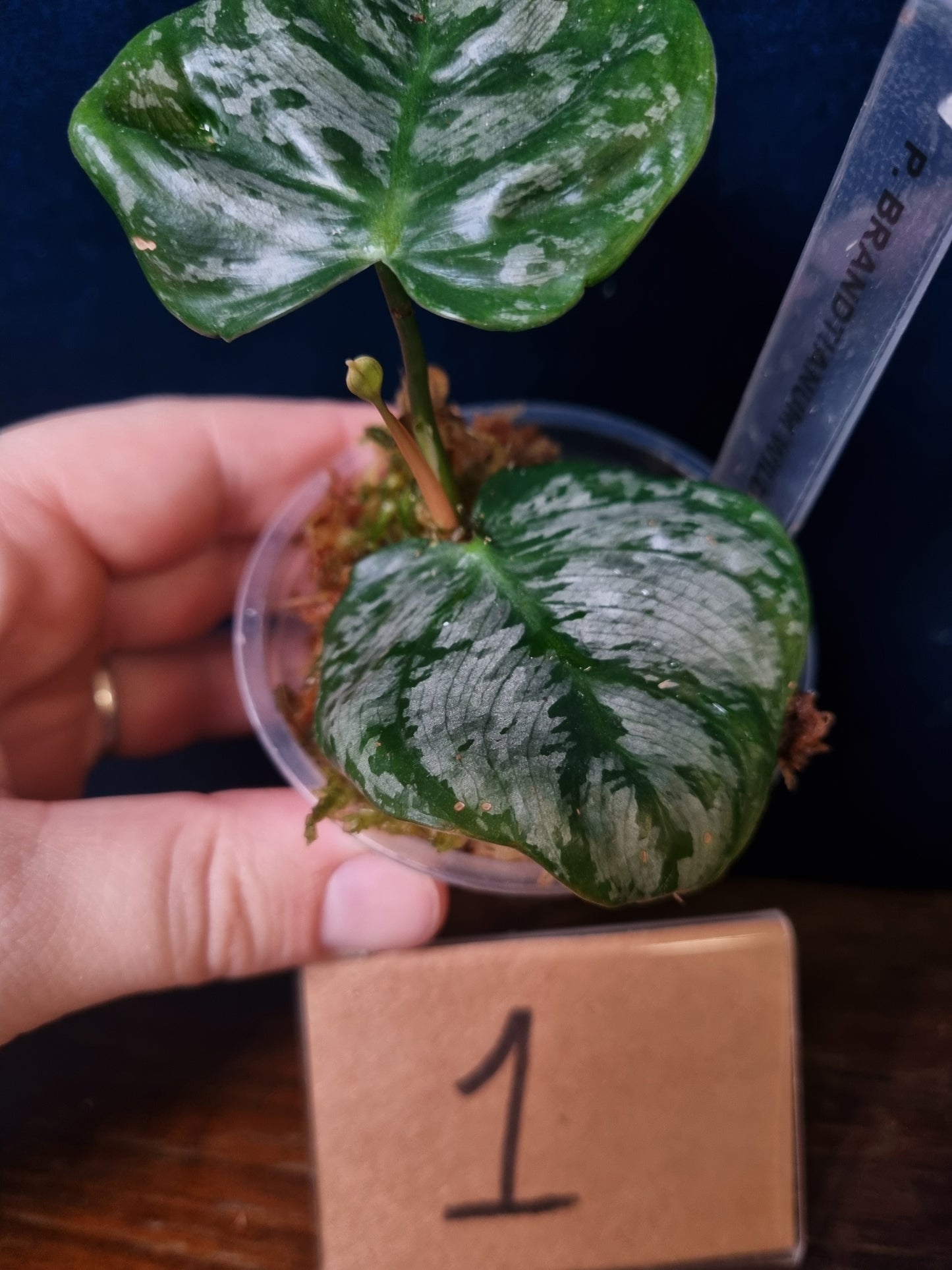 Philodendron Brandtianum Wild Form