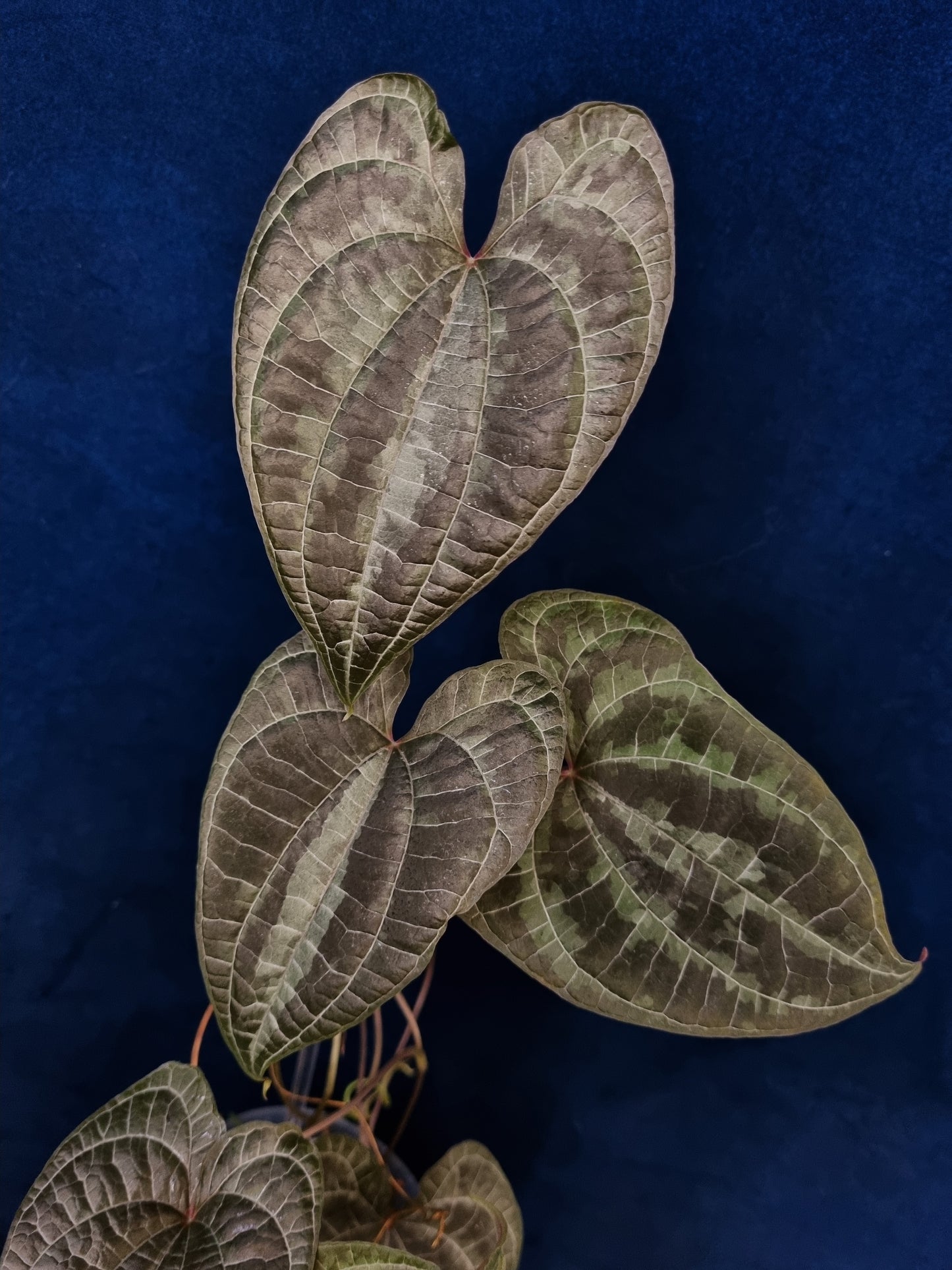 Dioscorea Discolor