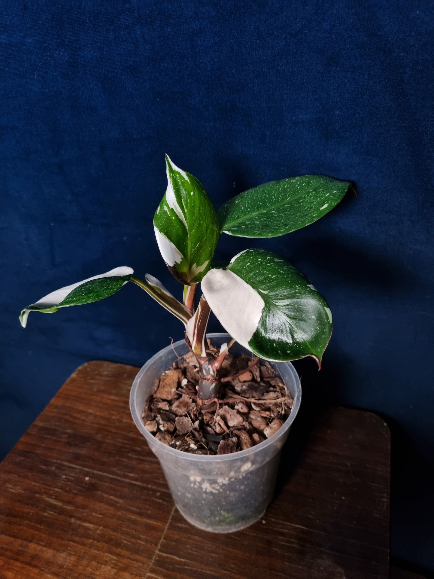 Philodendron White Knight