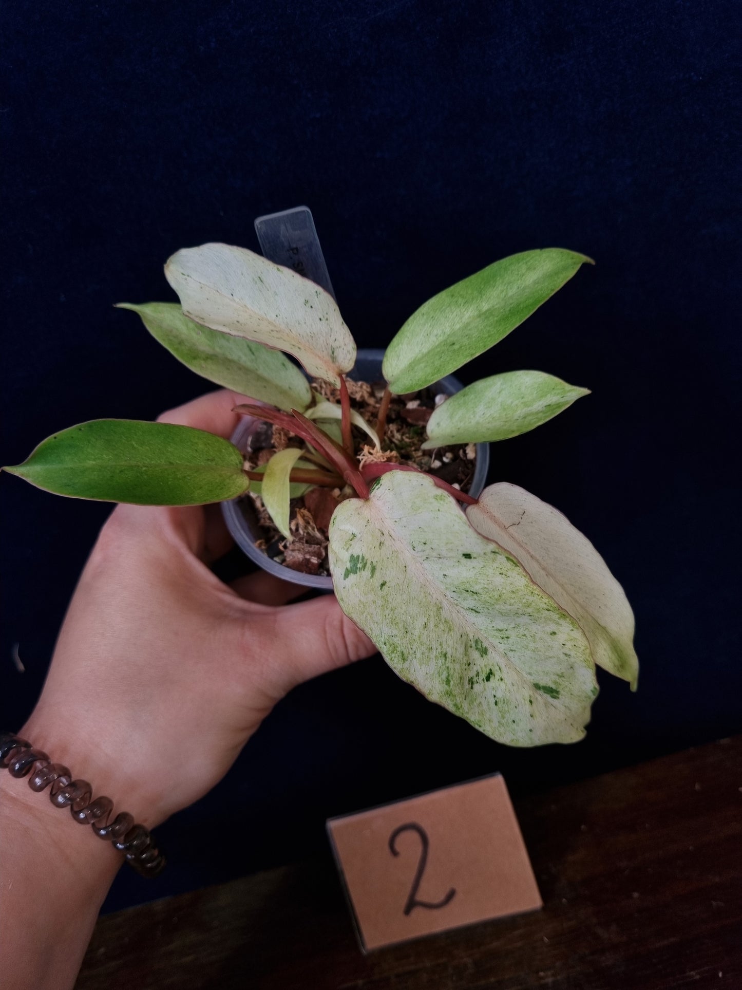 Philodendron Snowdrift