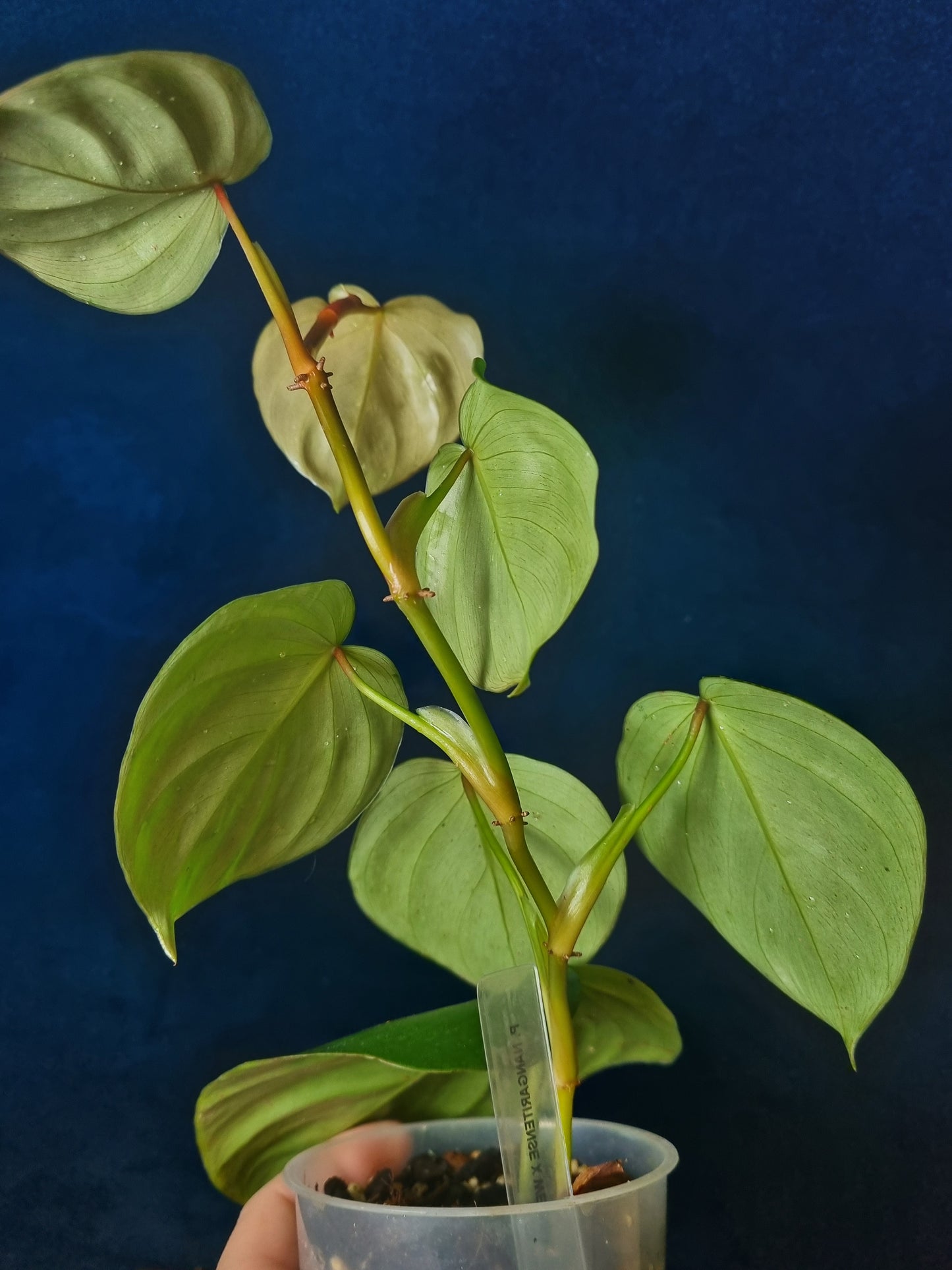 Philodendron Nangaritense x Wernerii