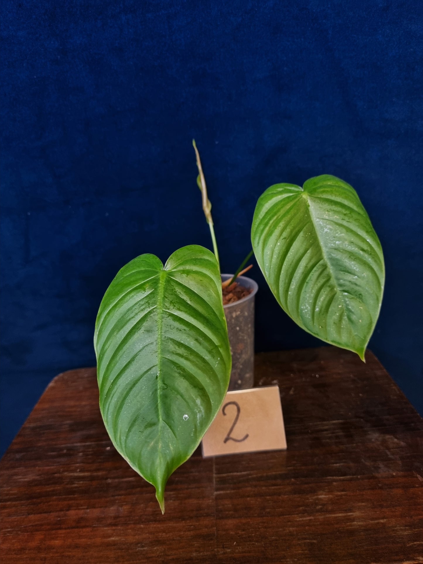 Philodendron Tenue