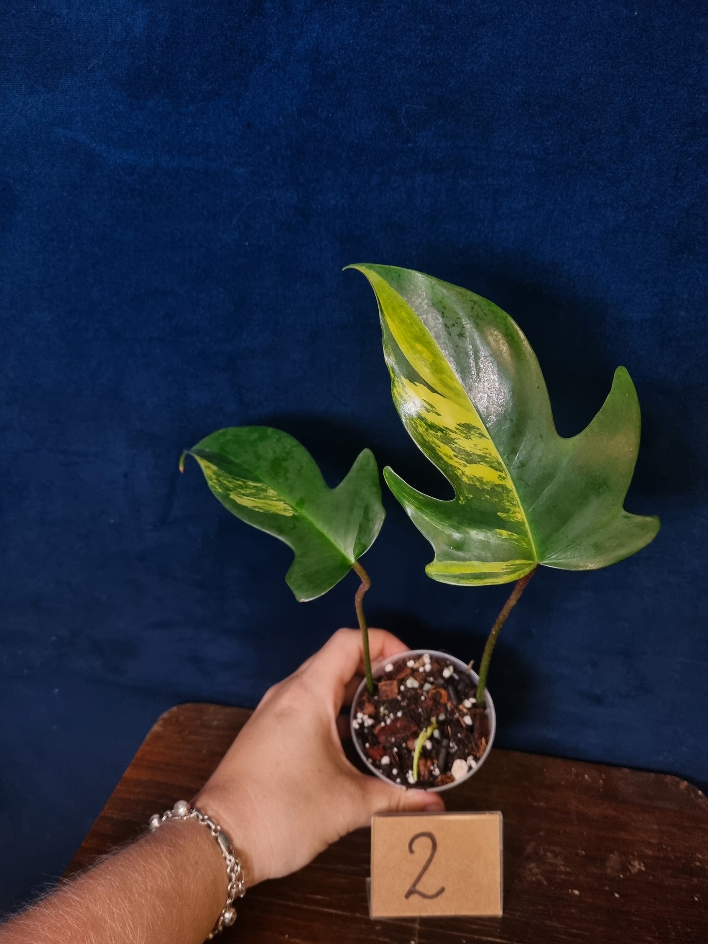Philodendron Florida Beauty