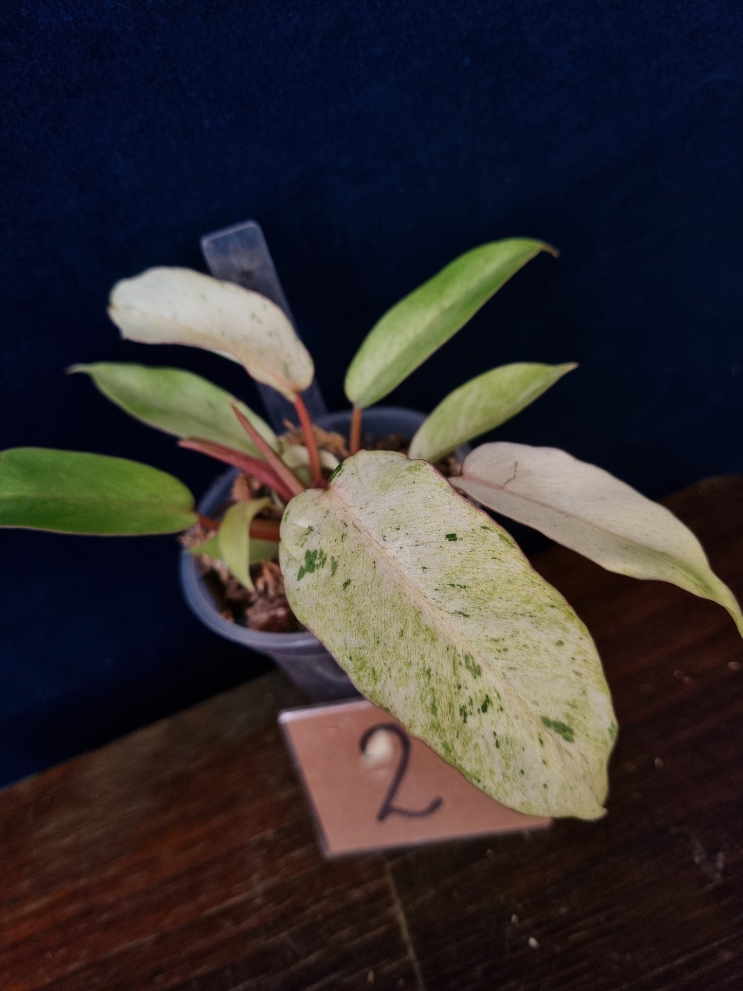 Philodendron Snowdrift