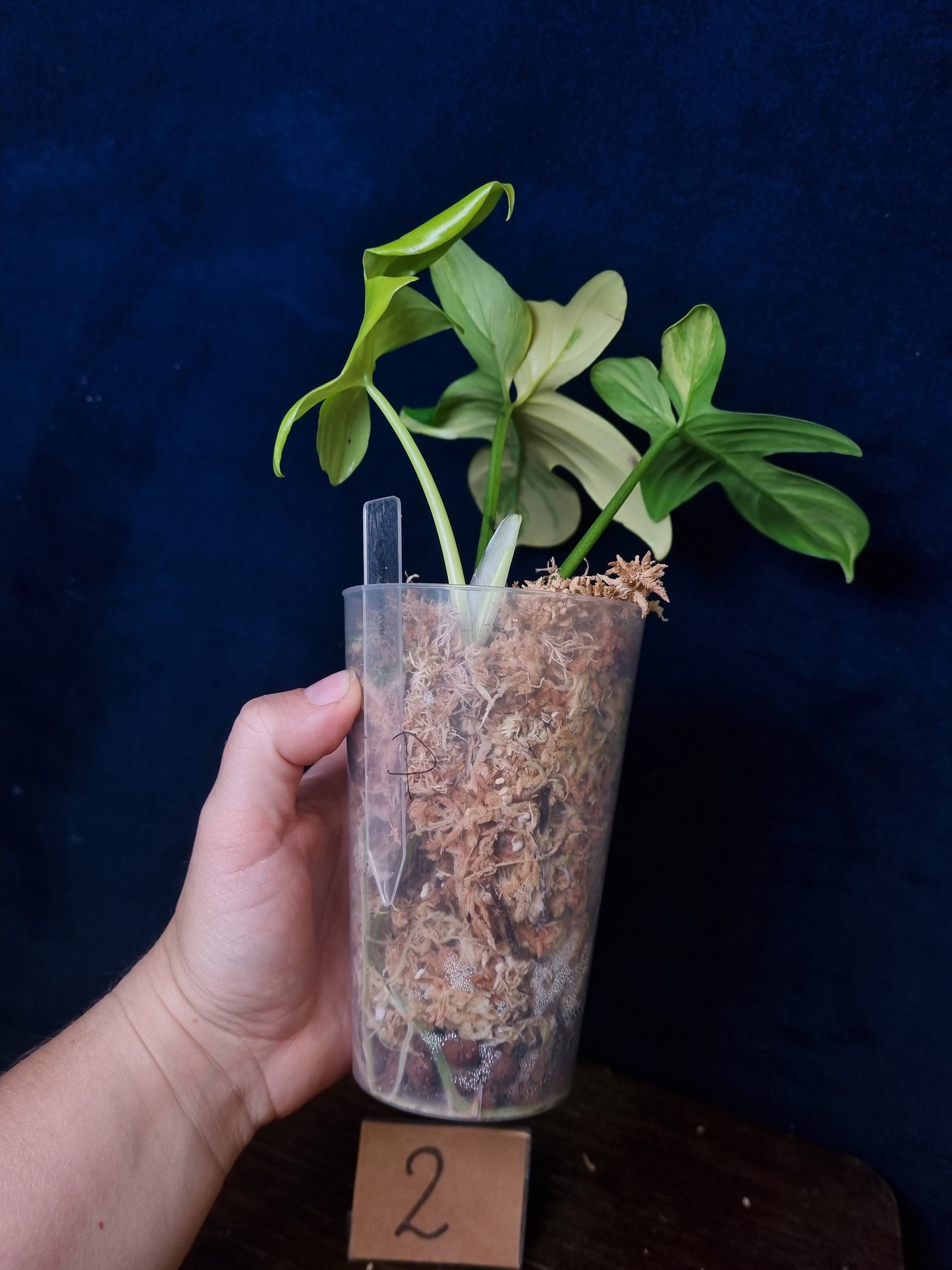 Philodendron Pedatum Variegata