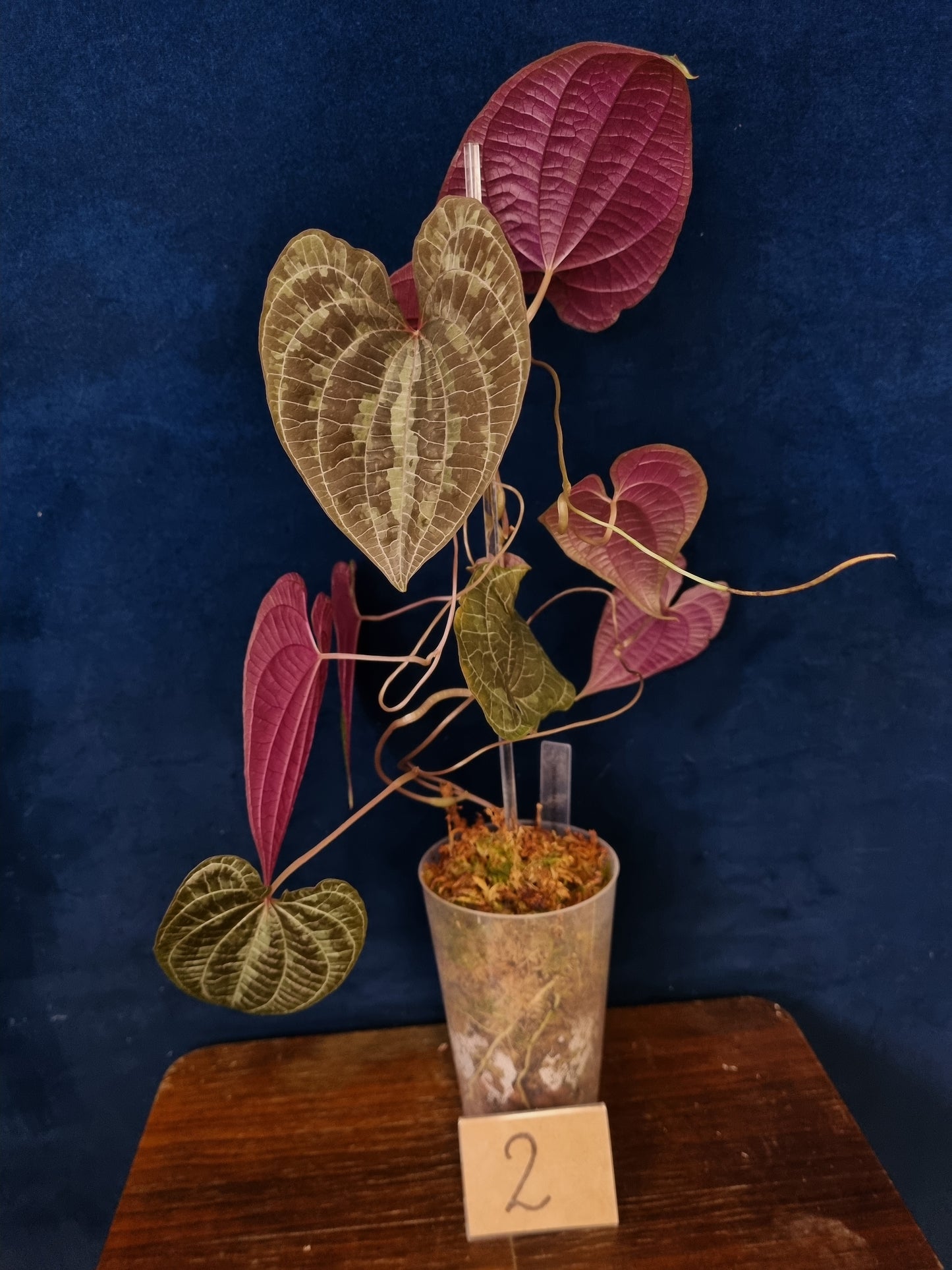 Dioscorea Discolor
